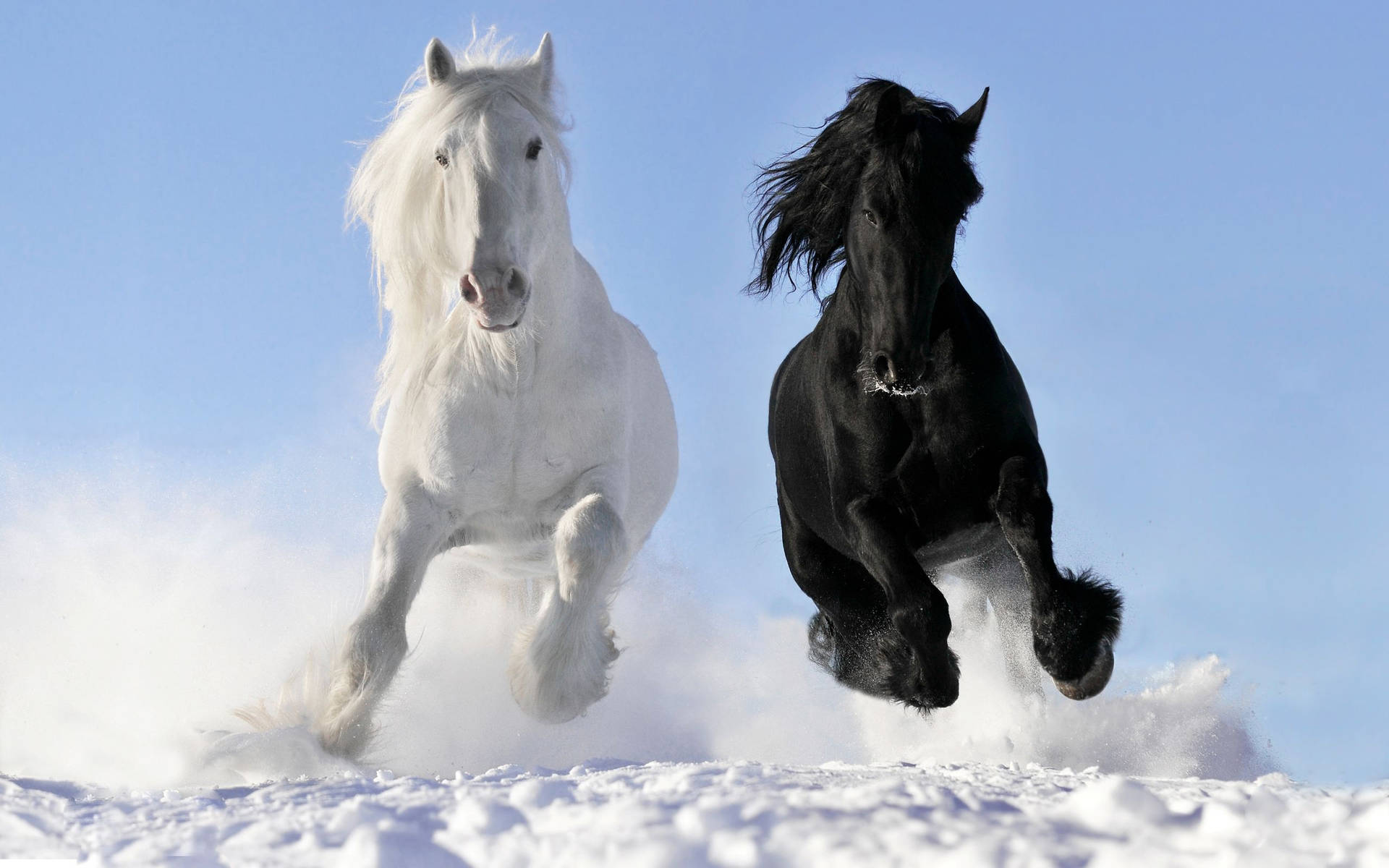 Black And White Beautiful Horses On Snow Background