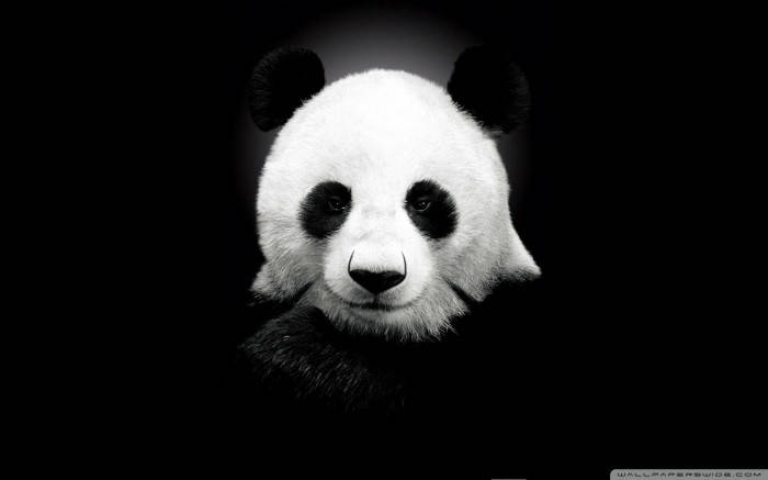 Black And White Beautiful Panda Background