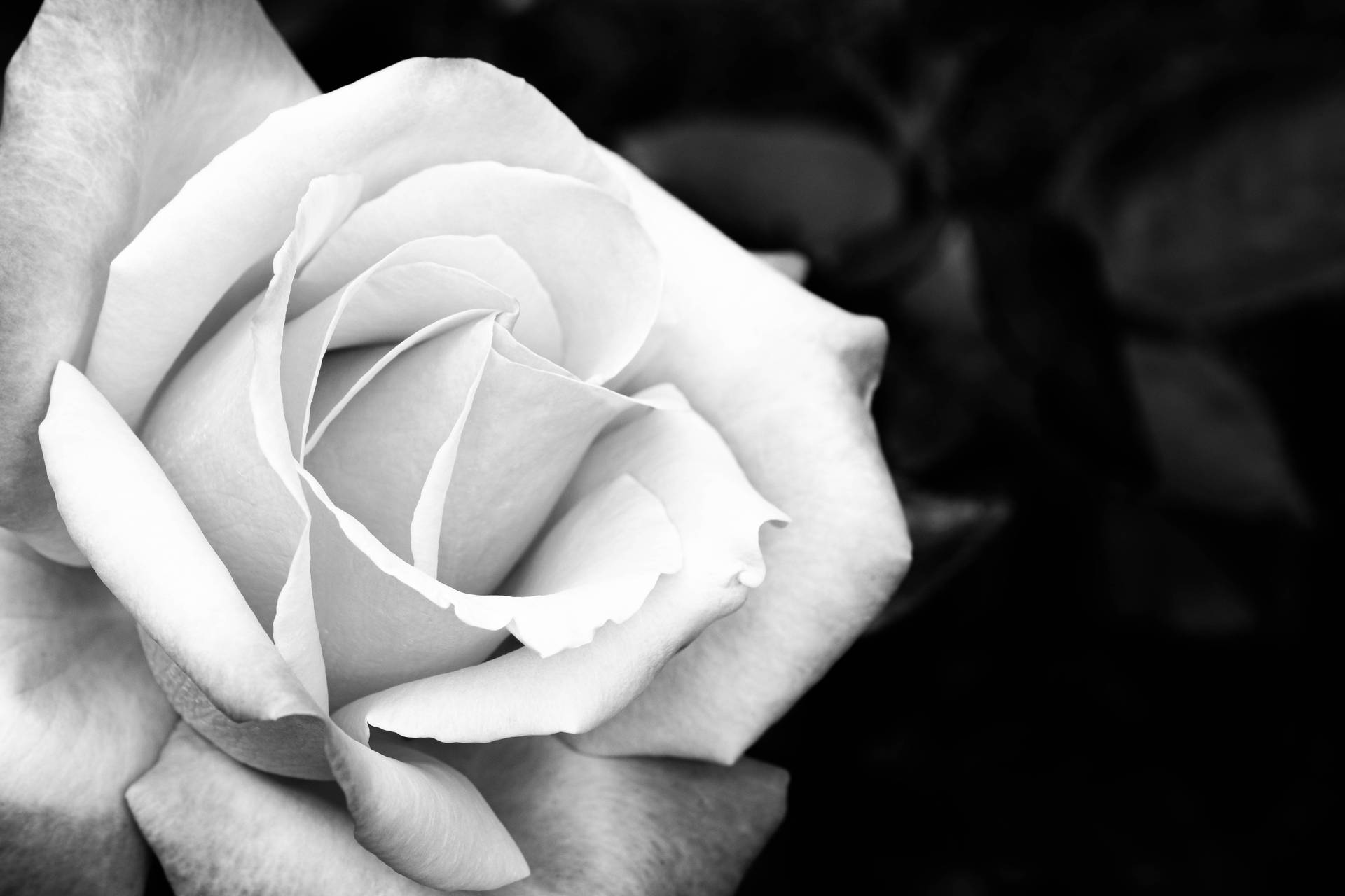 Black And White Beautiful Rose Hd Background