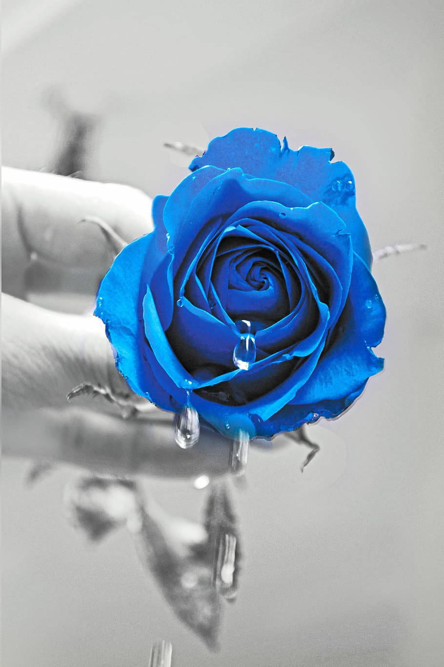 Black And White Blue Flower Iphone