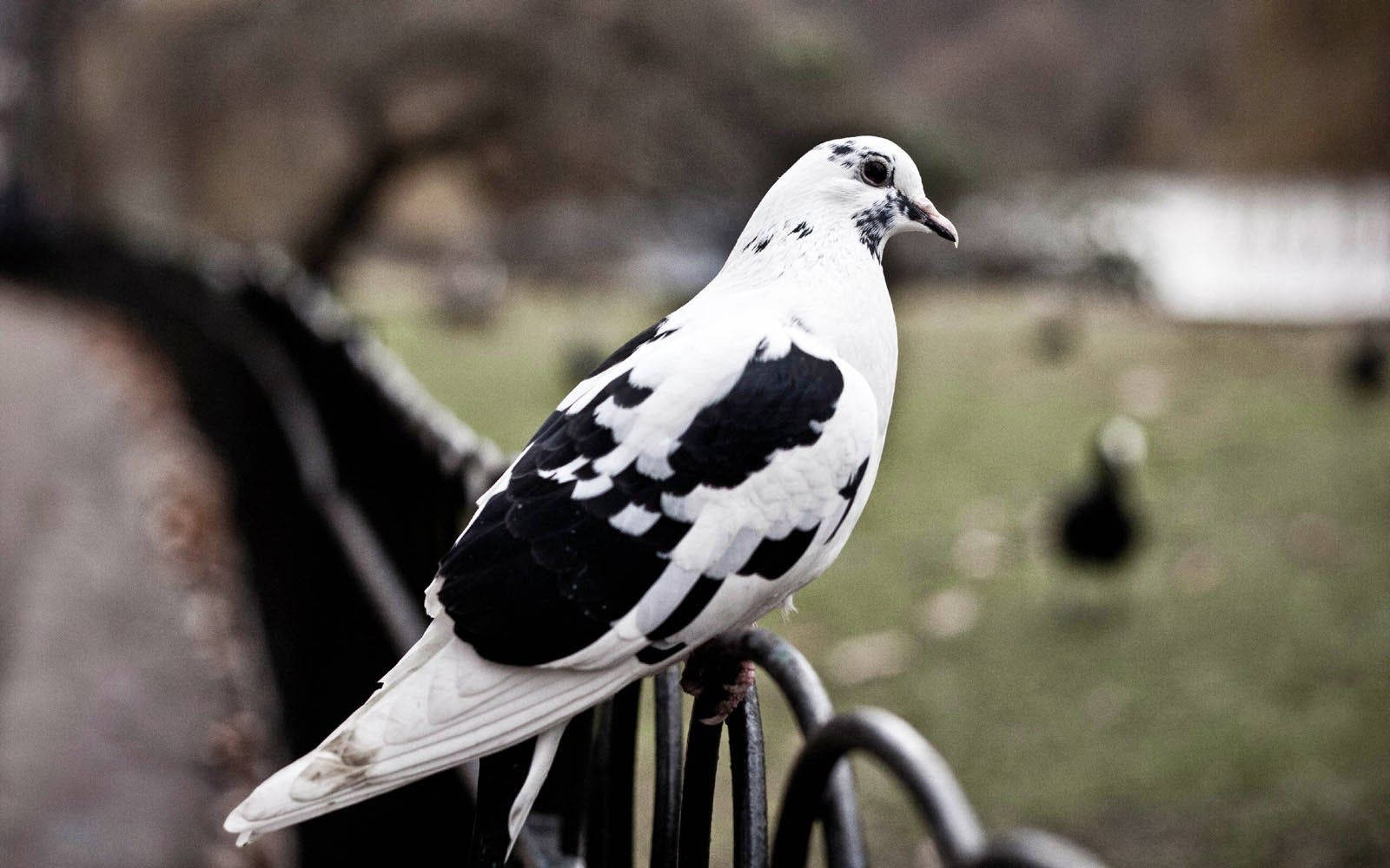 Black And White Bohemian Fairy Swallow Pigeon Background