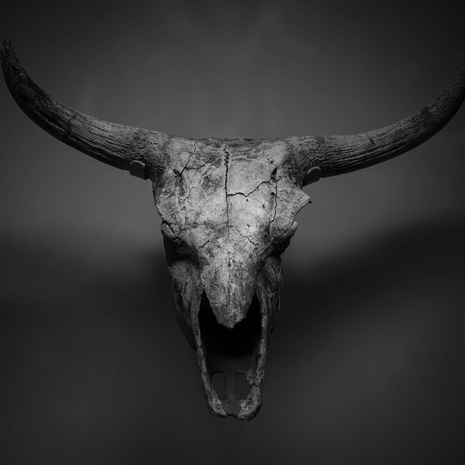 Black And White Bull Skull Background