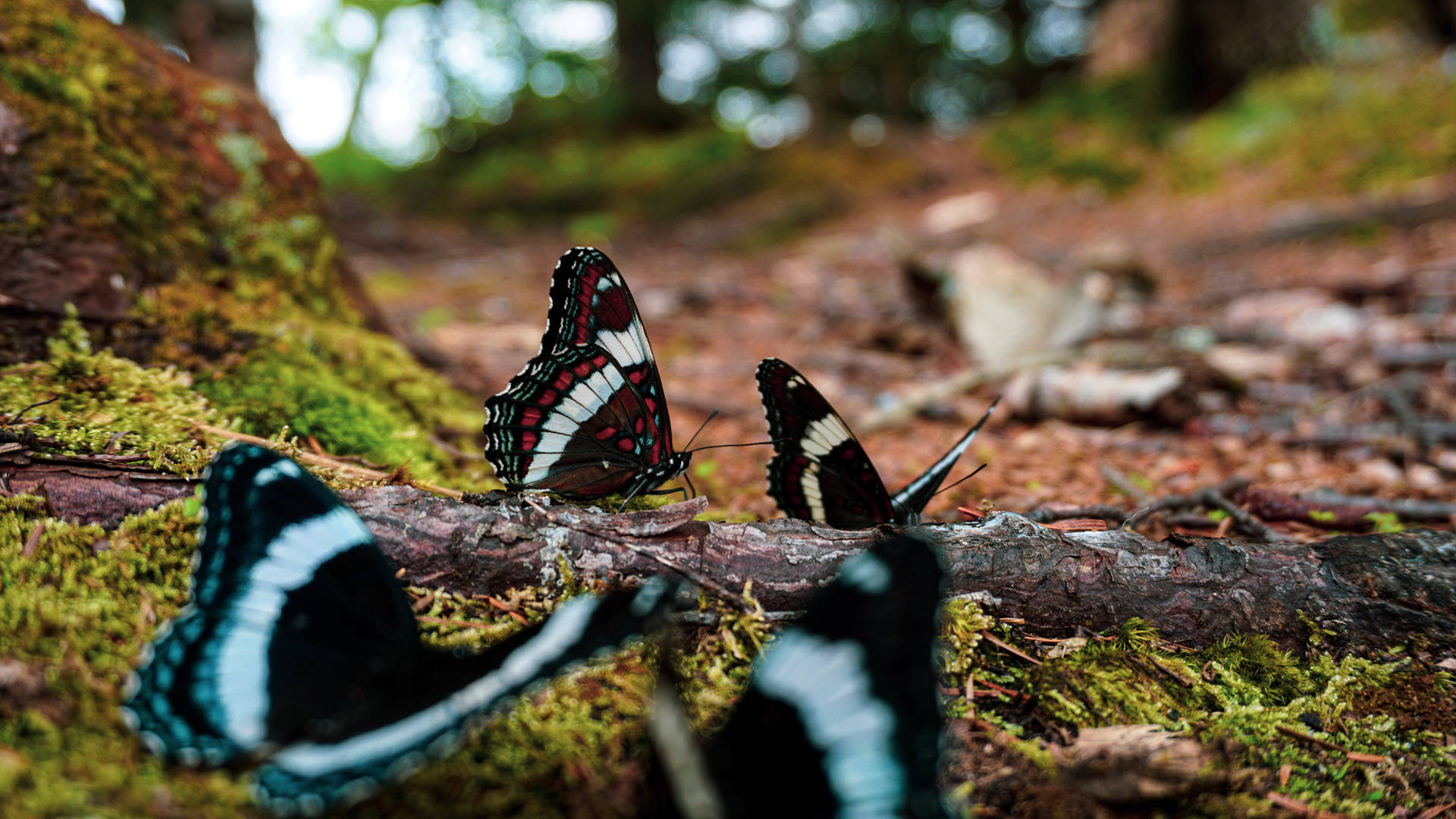 Black And White Butterflies