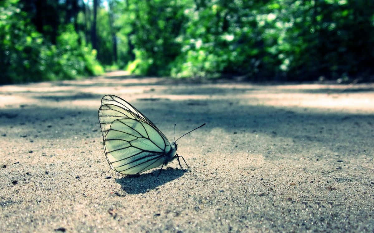 Black And White Butterfly On Ground.jpg Background