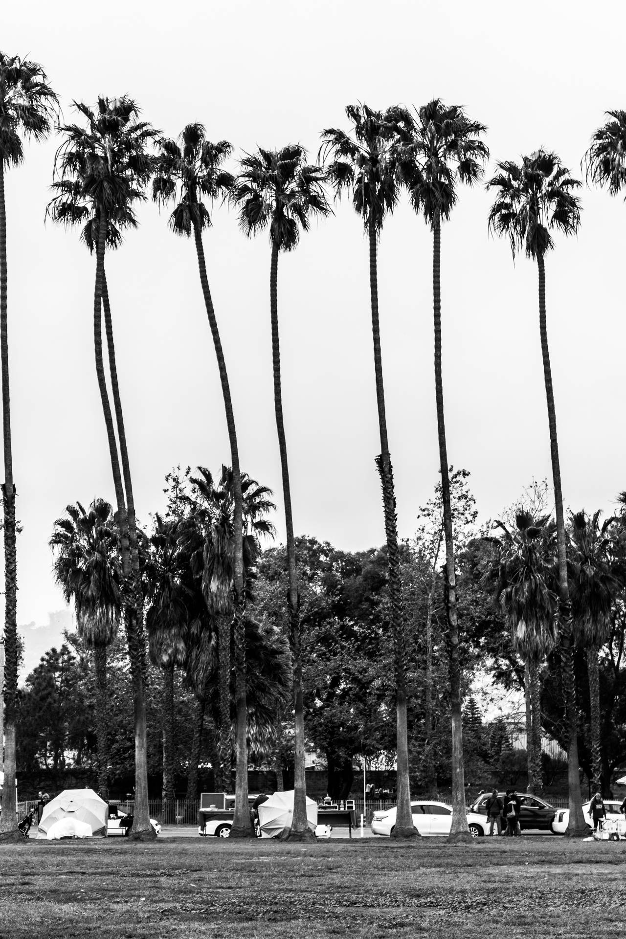 Black And White California Palm Trees Background