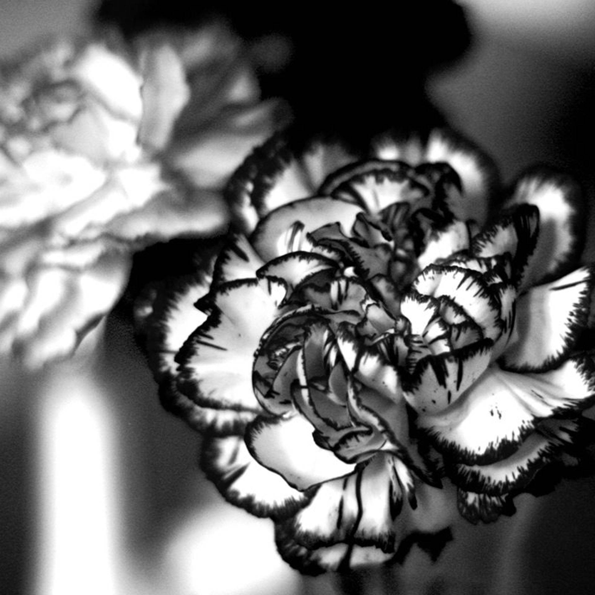 Black And White Carnation