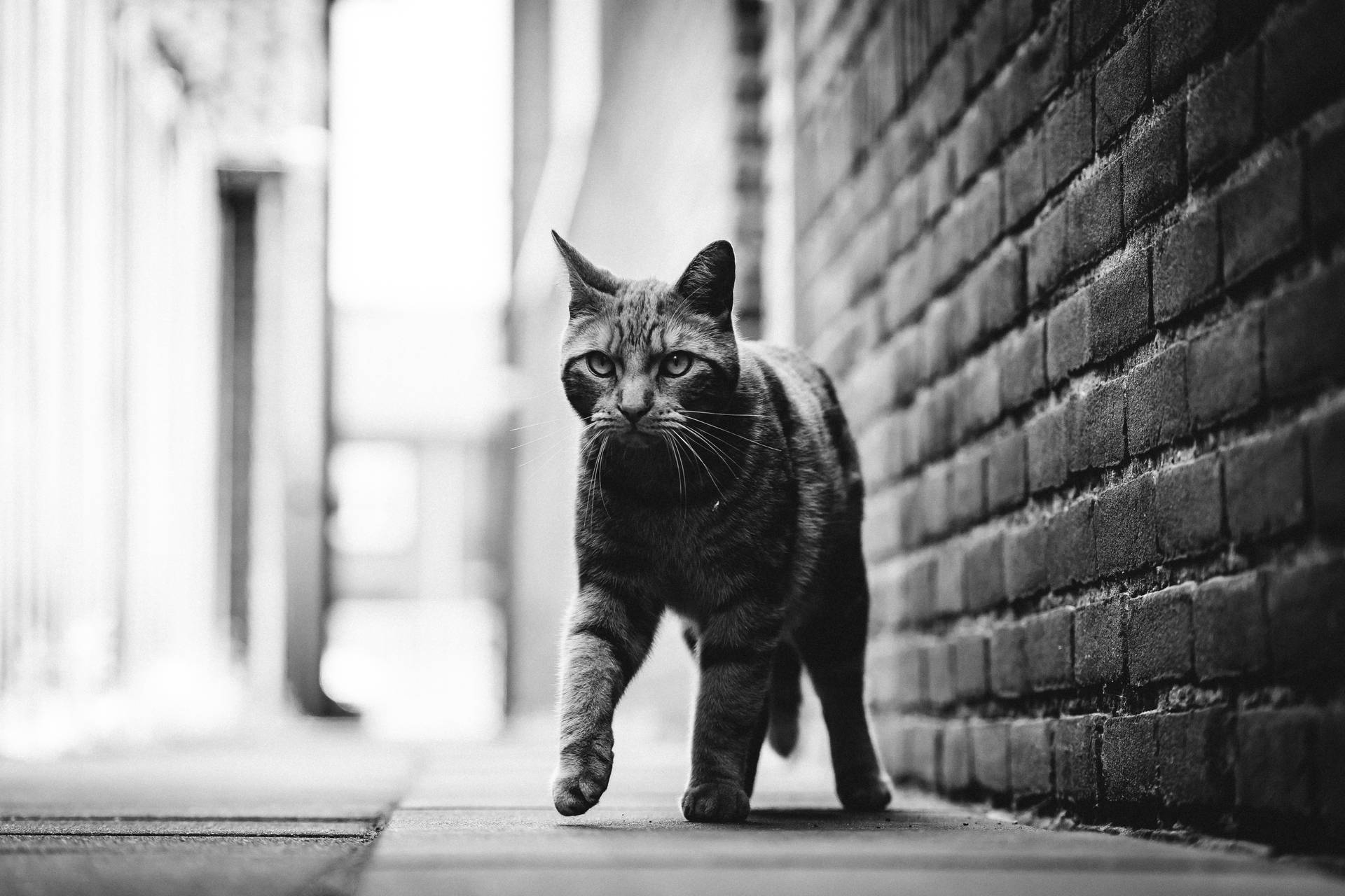 Black And White Cat In Alley Background
