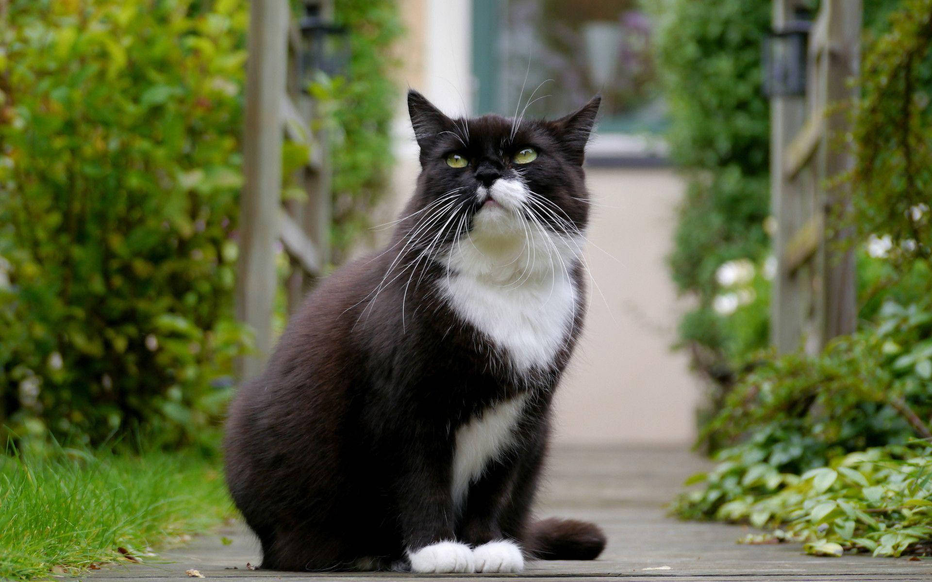 Black And White Cat Inside A Garden Background