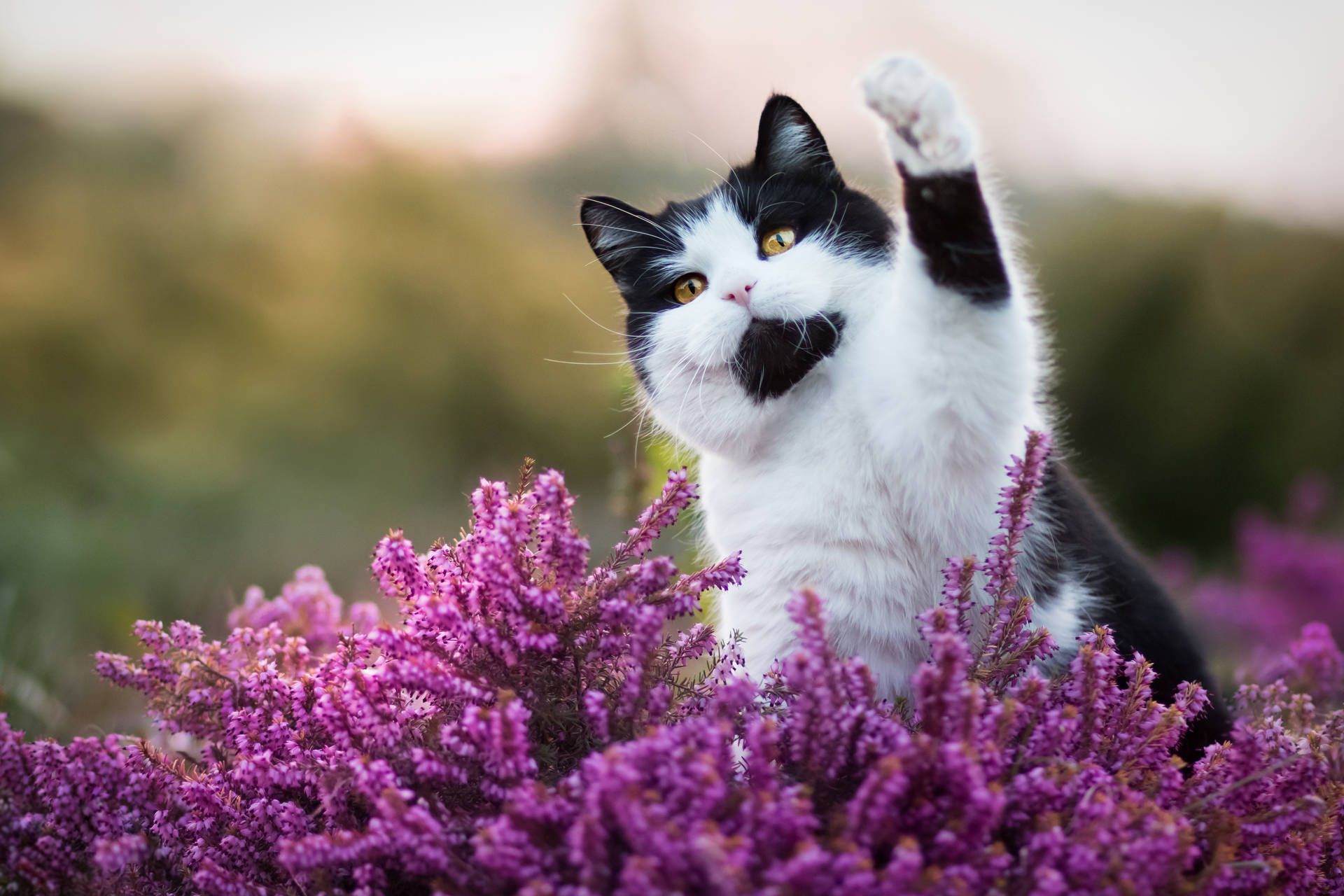 Black And White Cat Lavender Background