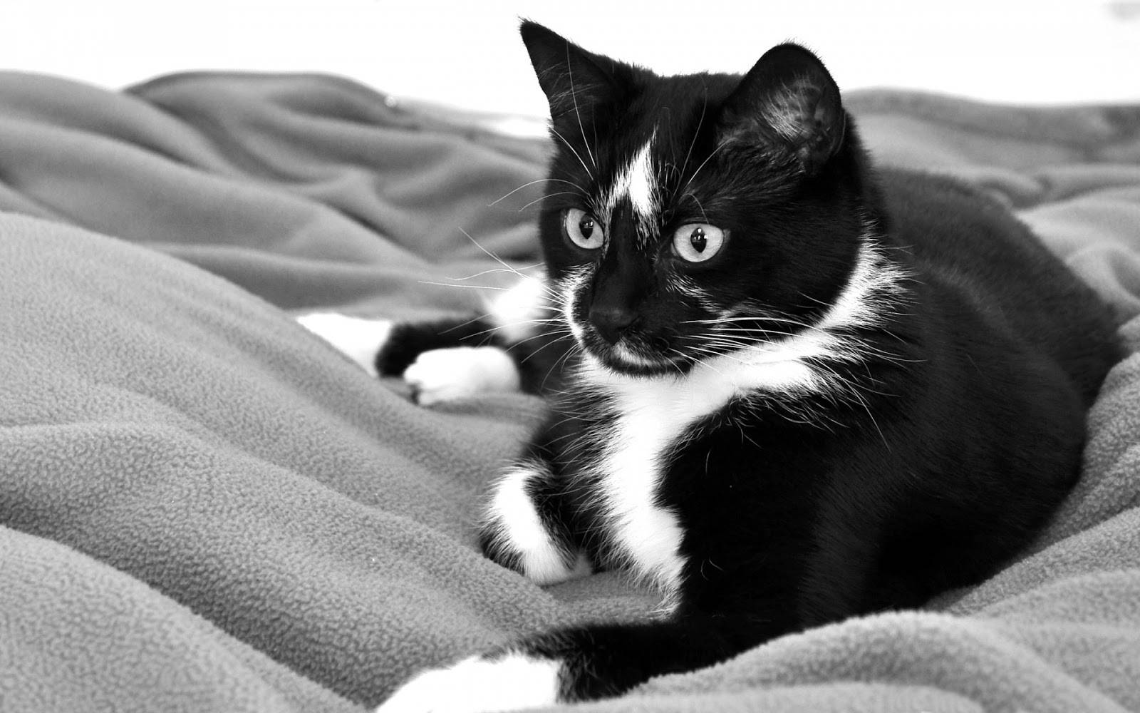 Black And White Cat On A Soft Blanket