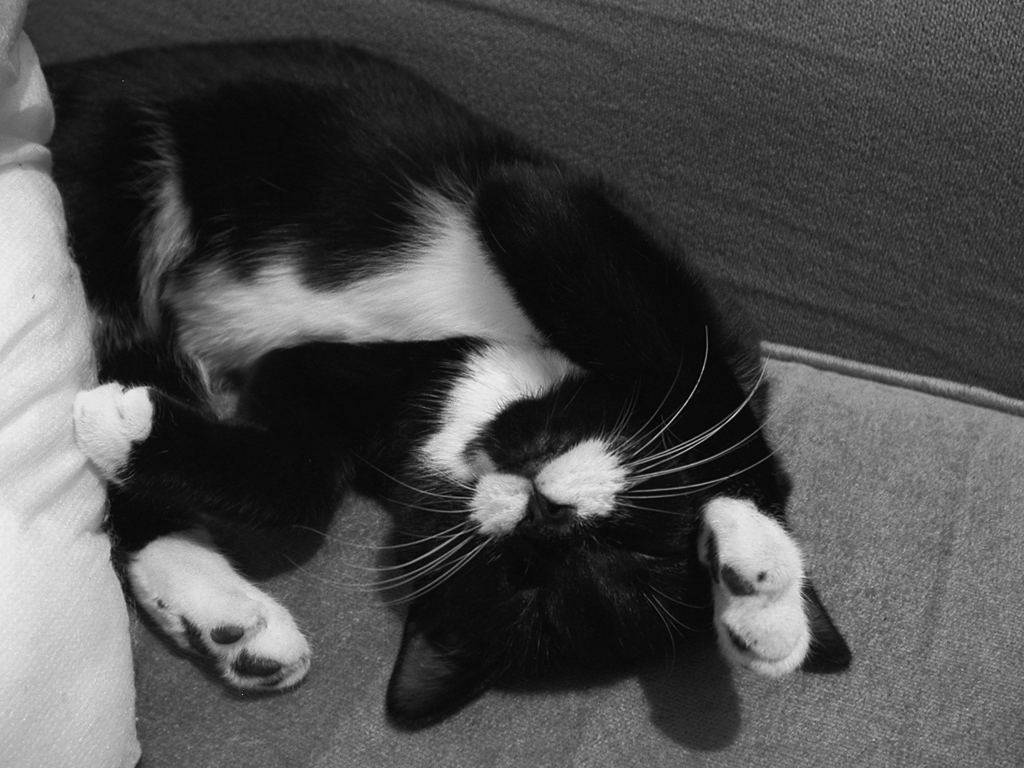 Black And White Cat On Grey Sofa