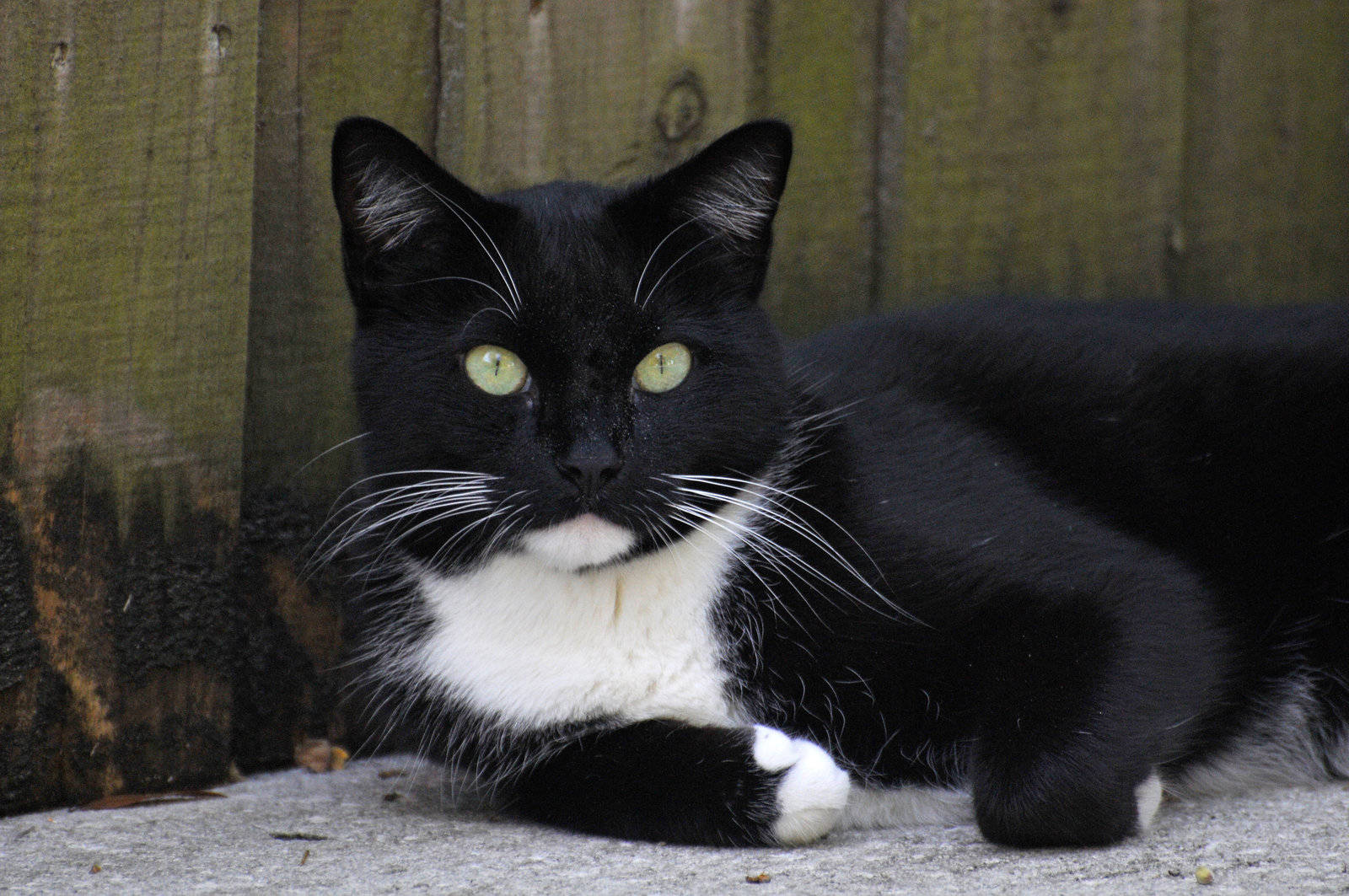 Black And White Cat Relaxes