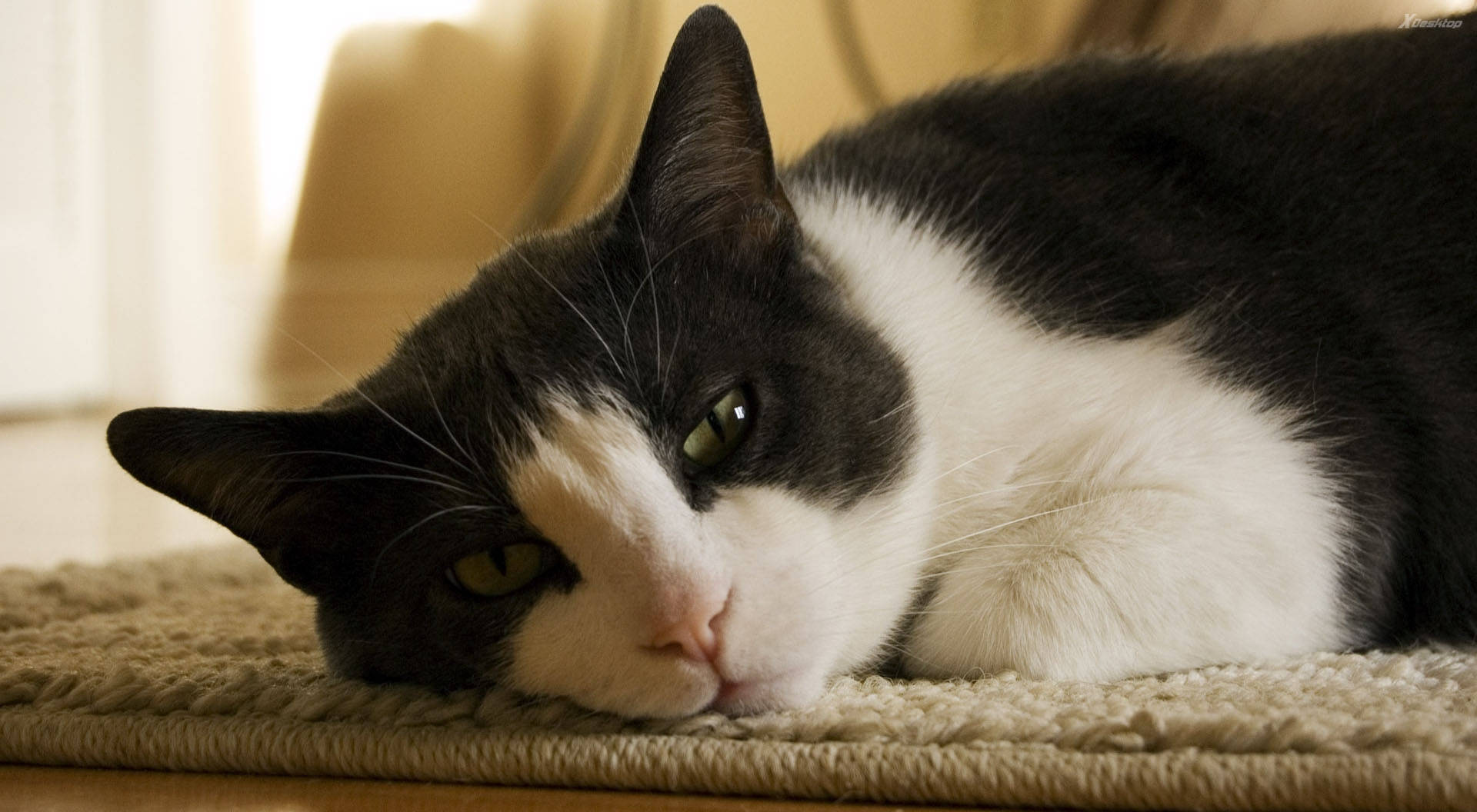 Black And White Cat Resting On A Mat Background