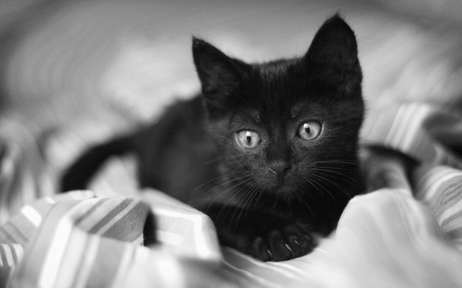 Black And White Cat Rests On Blanket