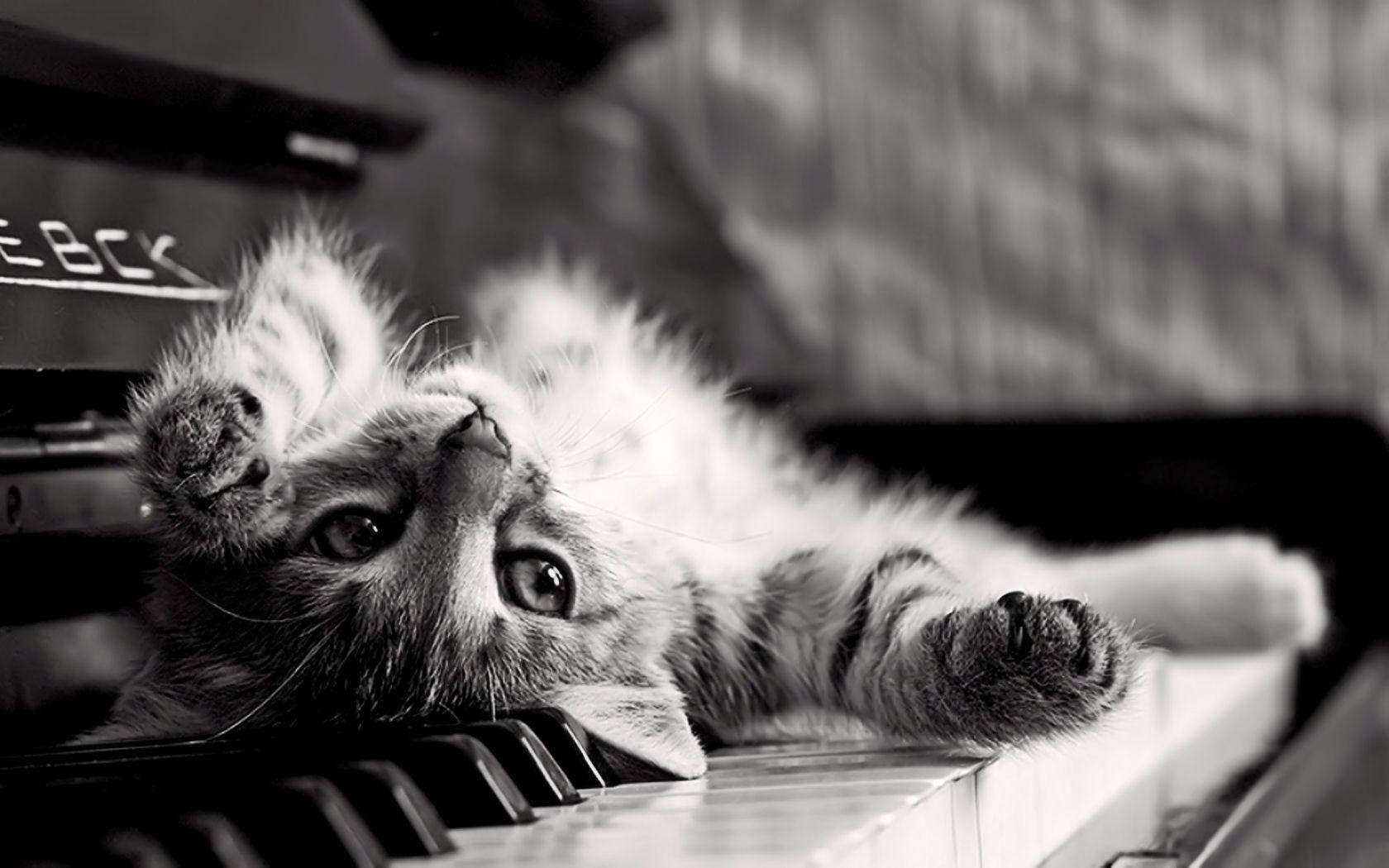 Black And White Cat Rolls Over At Piano Keys