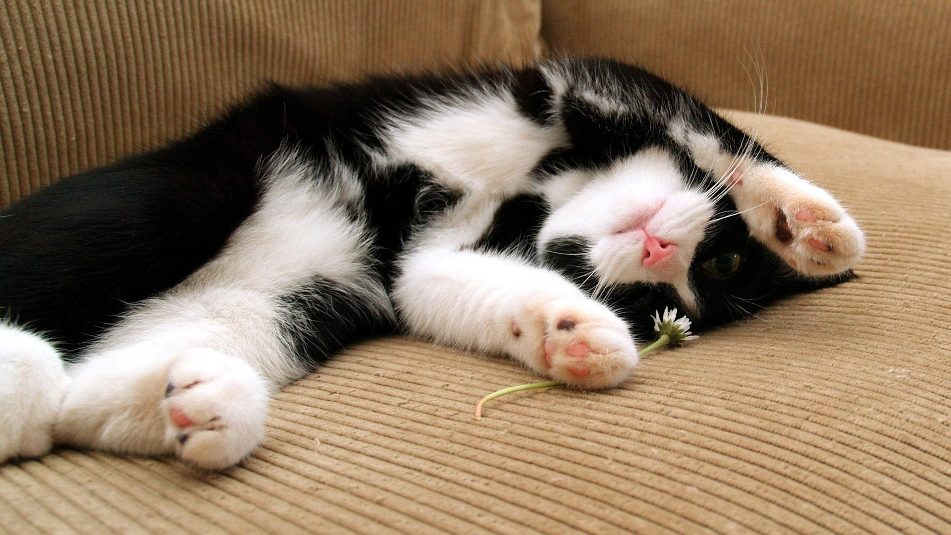 Black And White Cat Rolls Over On Brown Sofa