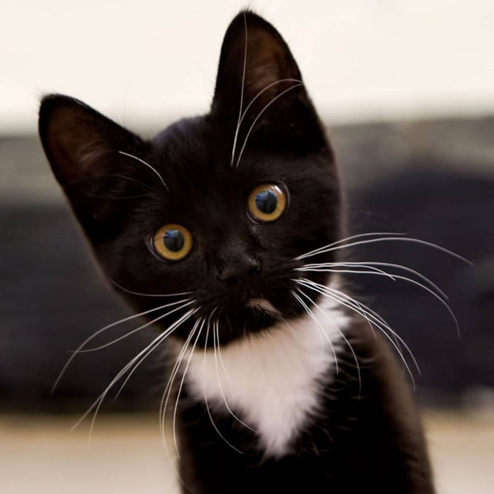 Black And White Cat Staring Curiously Background