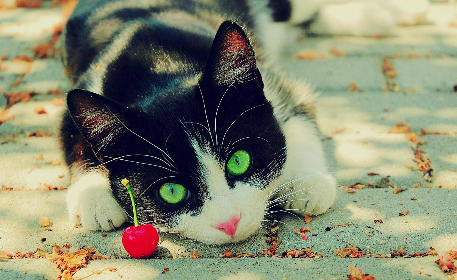 Black And White Cat With Lone Cherry Background