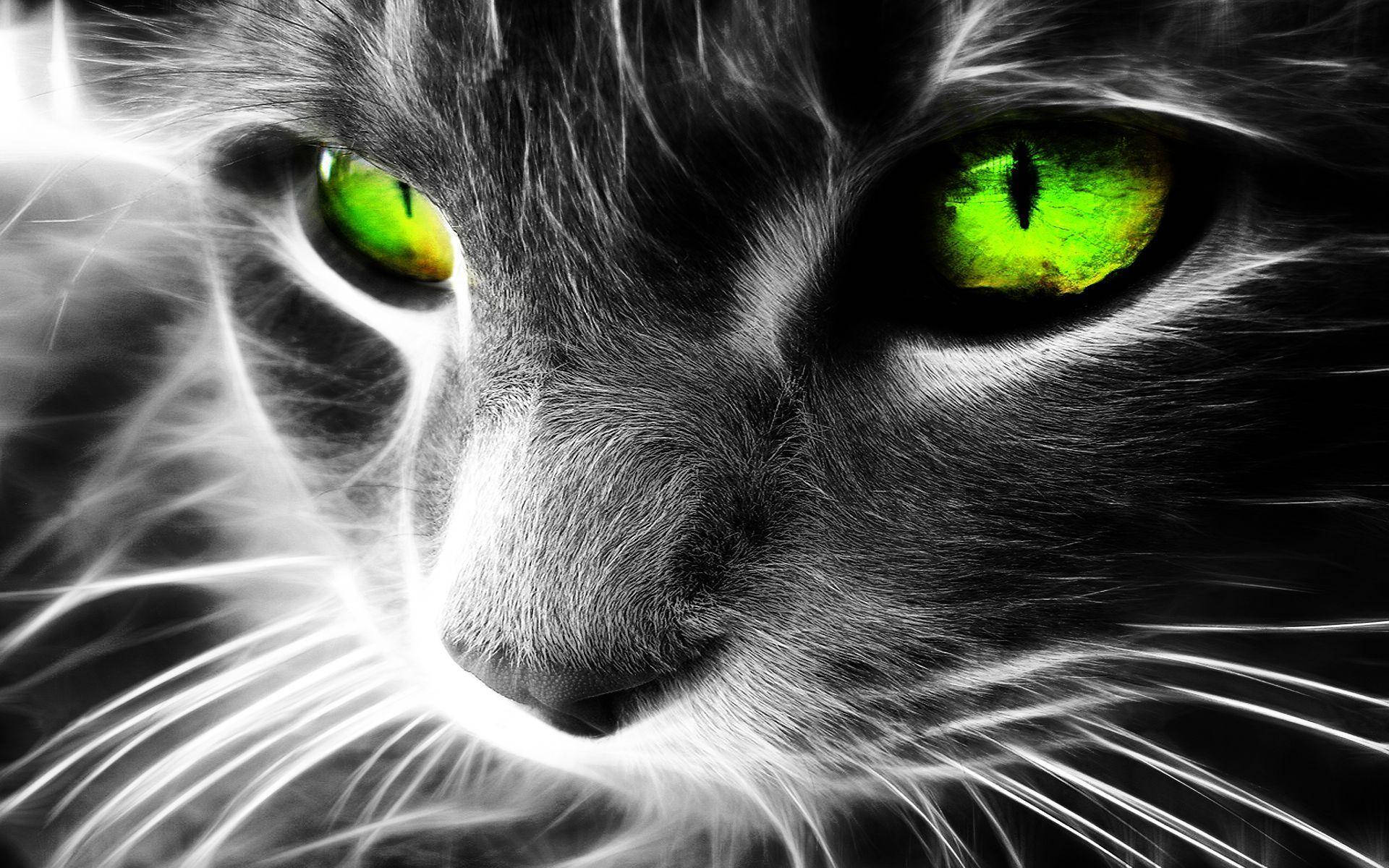 Black And White Cat With Neon Green Eyes