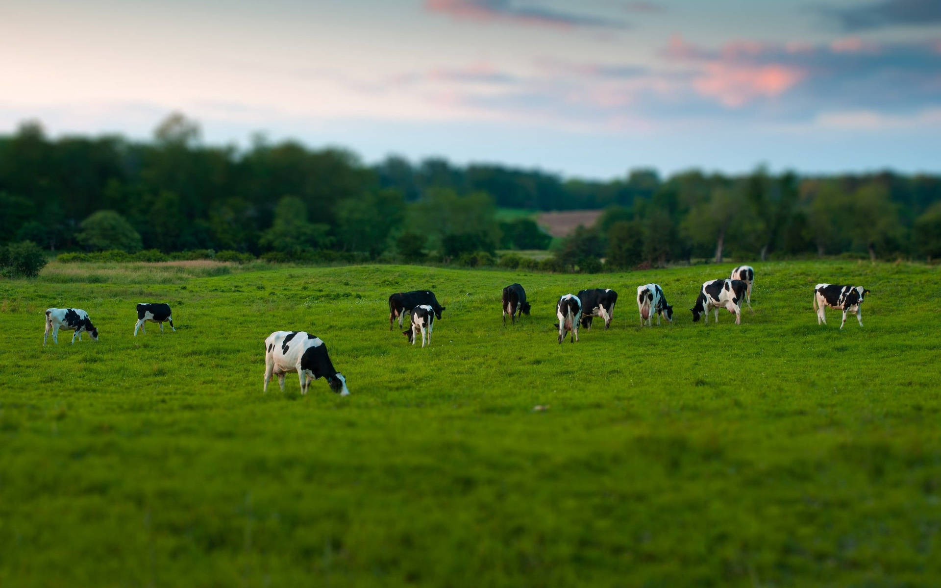 Black And White Cattle Breeds At Grass Field Background