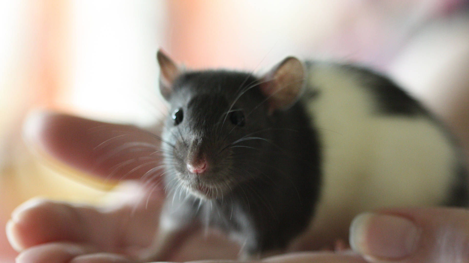 Black And White Colored Rat Background