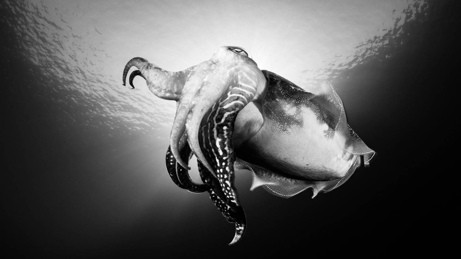 Black And White Common Cuttlefish