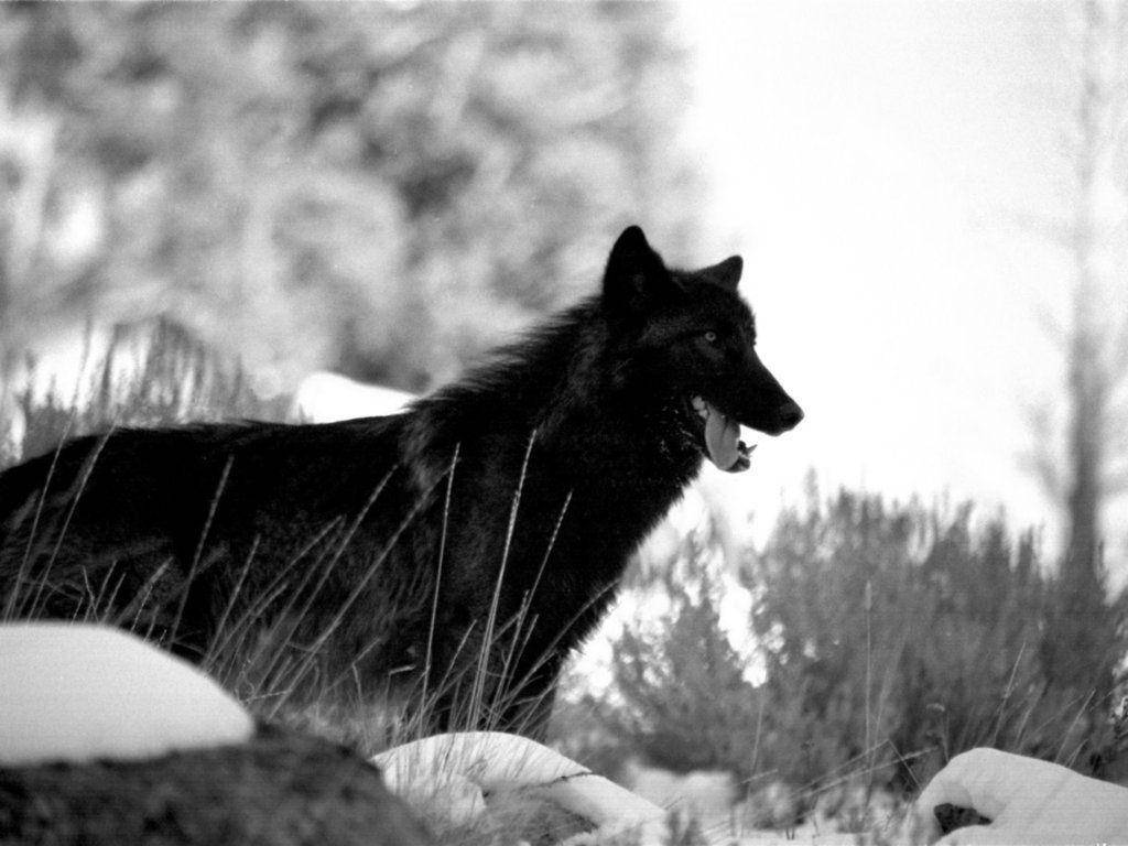 Black And White Cool Black Wolf In Grass Background