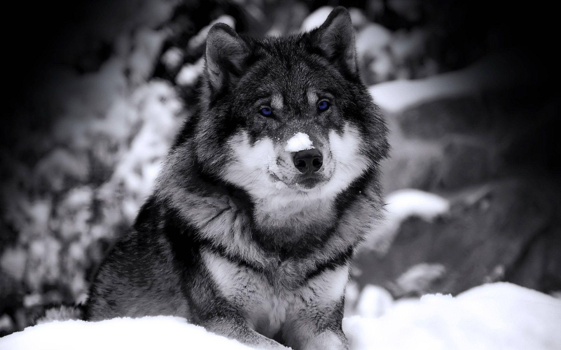 Black And White Cool Black Wolf On Snow