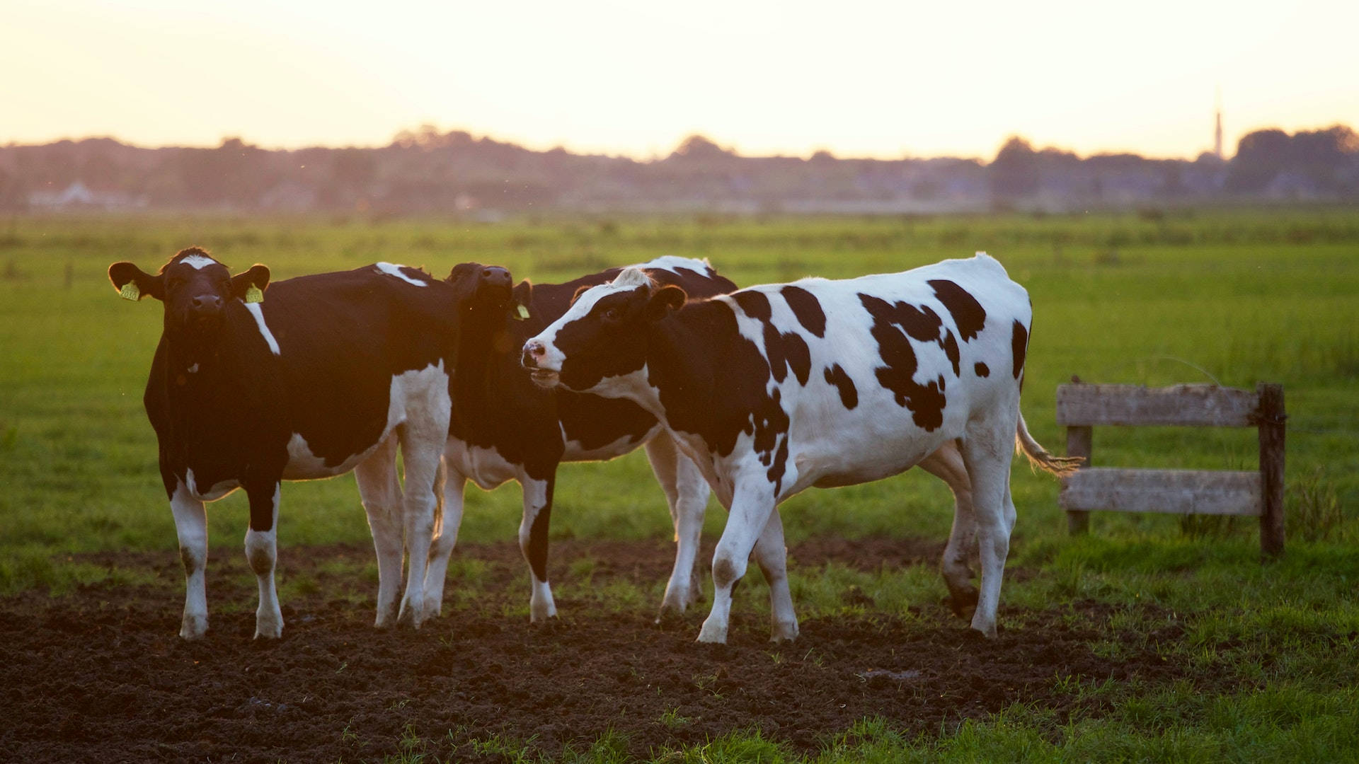 Black And White Cow Animals On The Farm Background