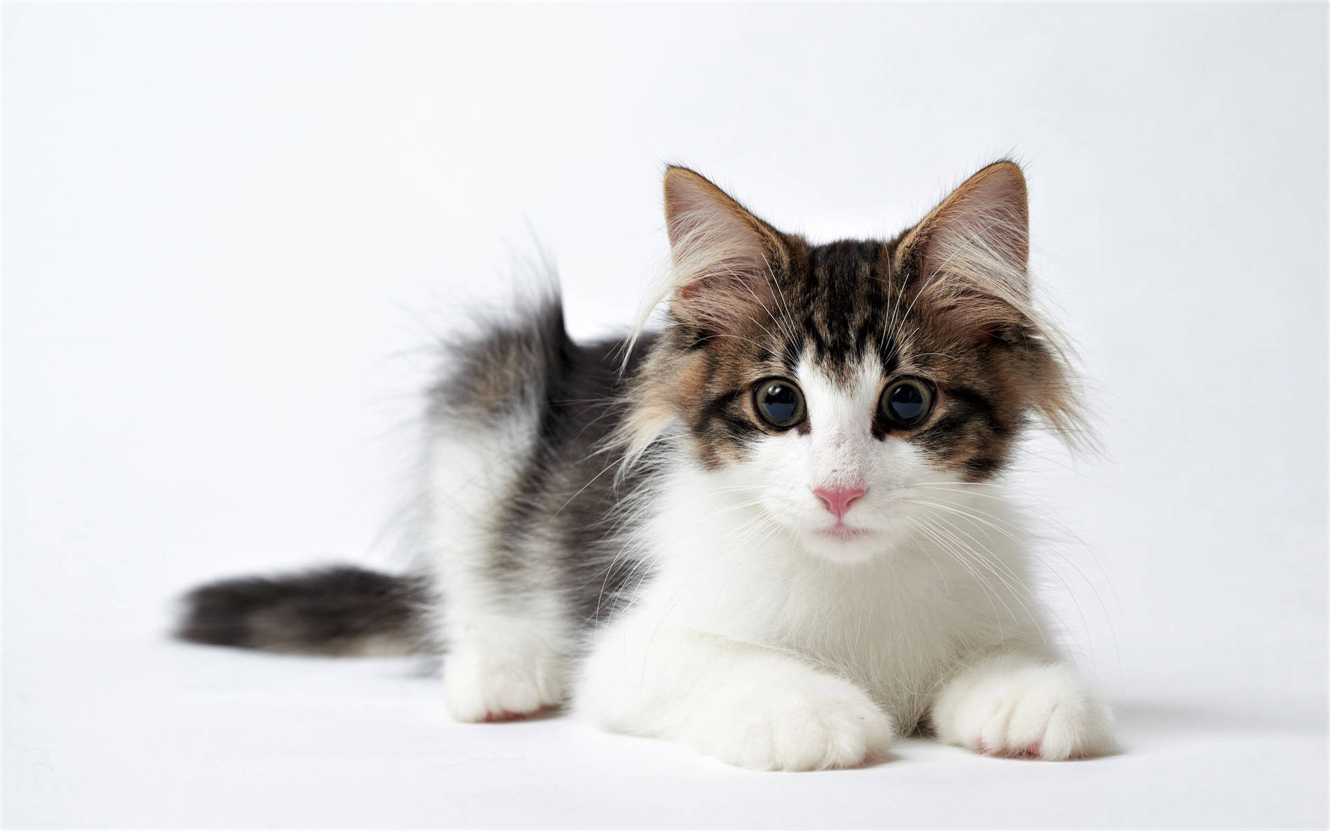Black And White Cute Kitten