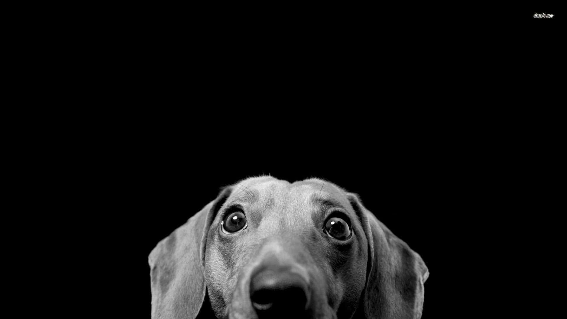 Black And White Dachshund Head Background