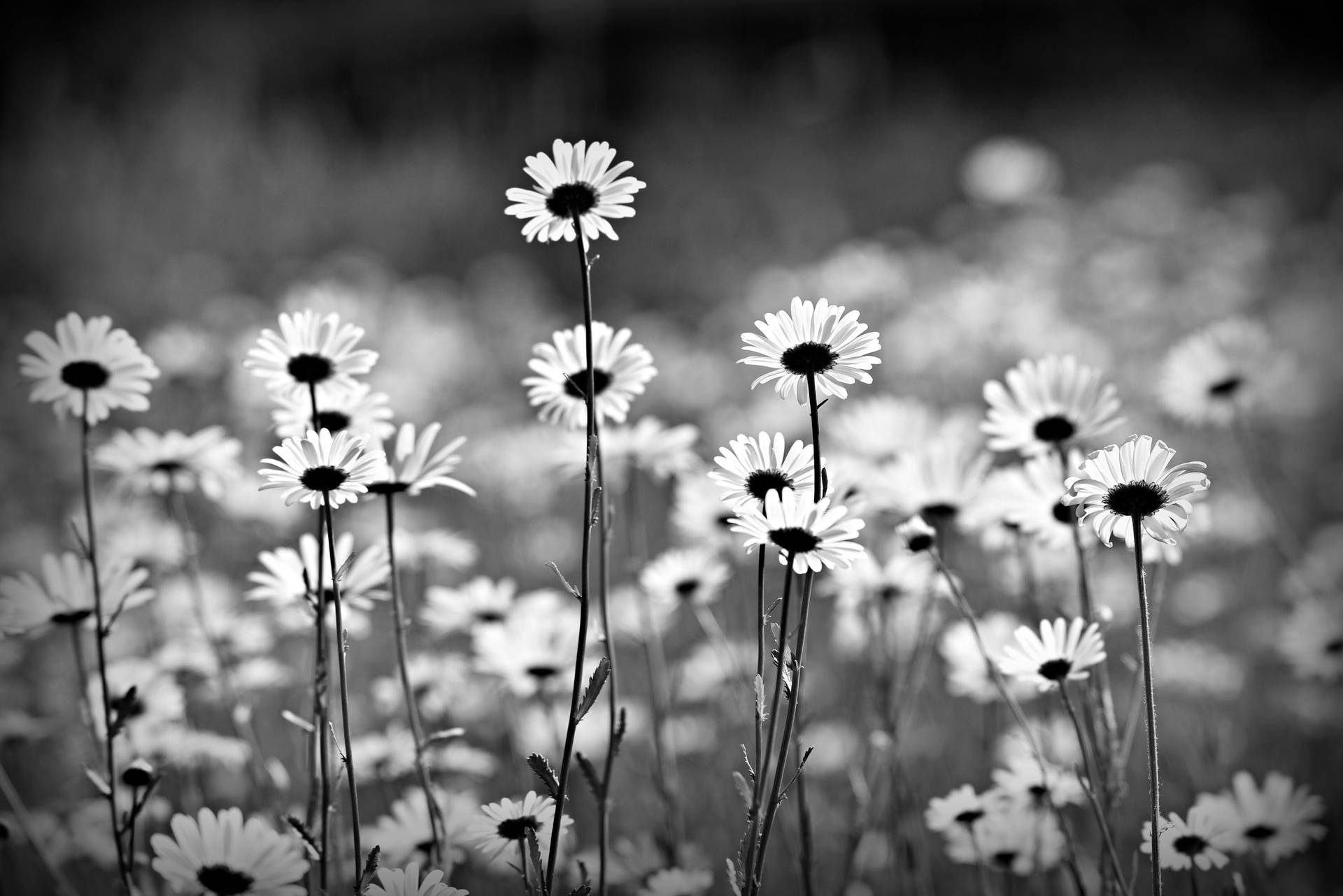 Black And White Daisy Aesthetic Background