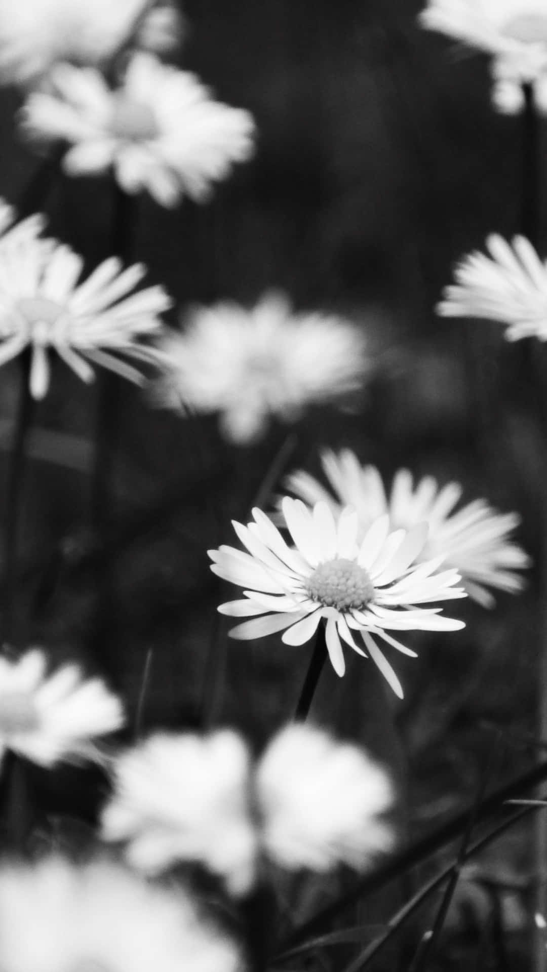 Black And White Daisy Garden Flower Iphone