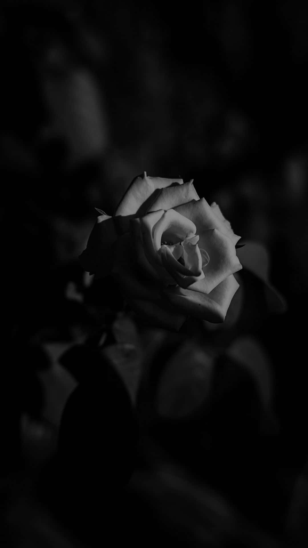 Black And White Dark Rose Flower Iphone