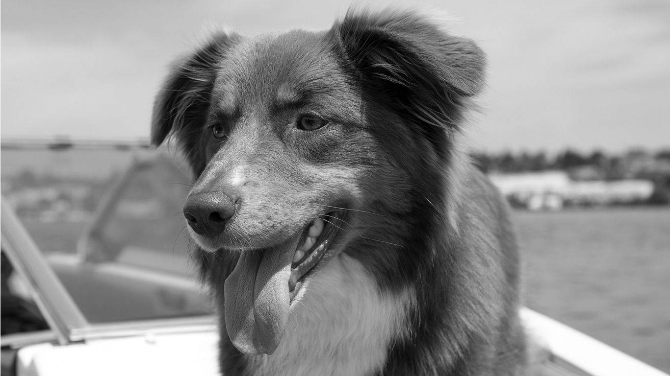 Black And White Dog At The Yacht Background