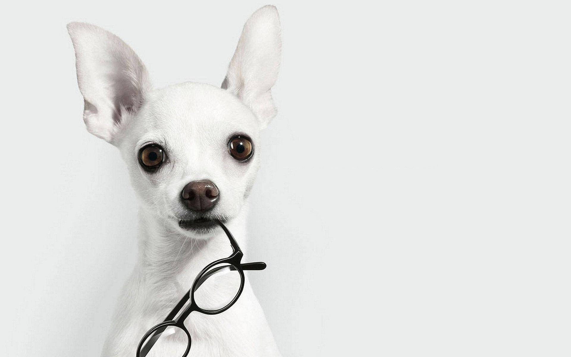 Black And White Dog Chihuahua With Glasses Background