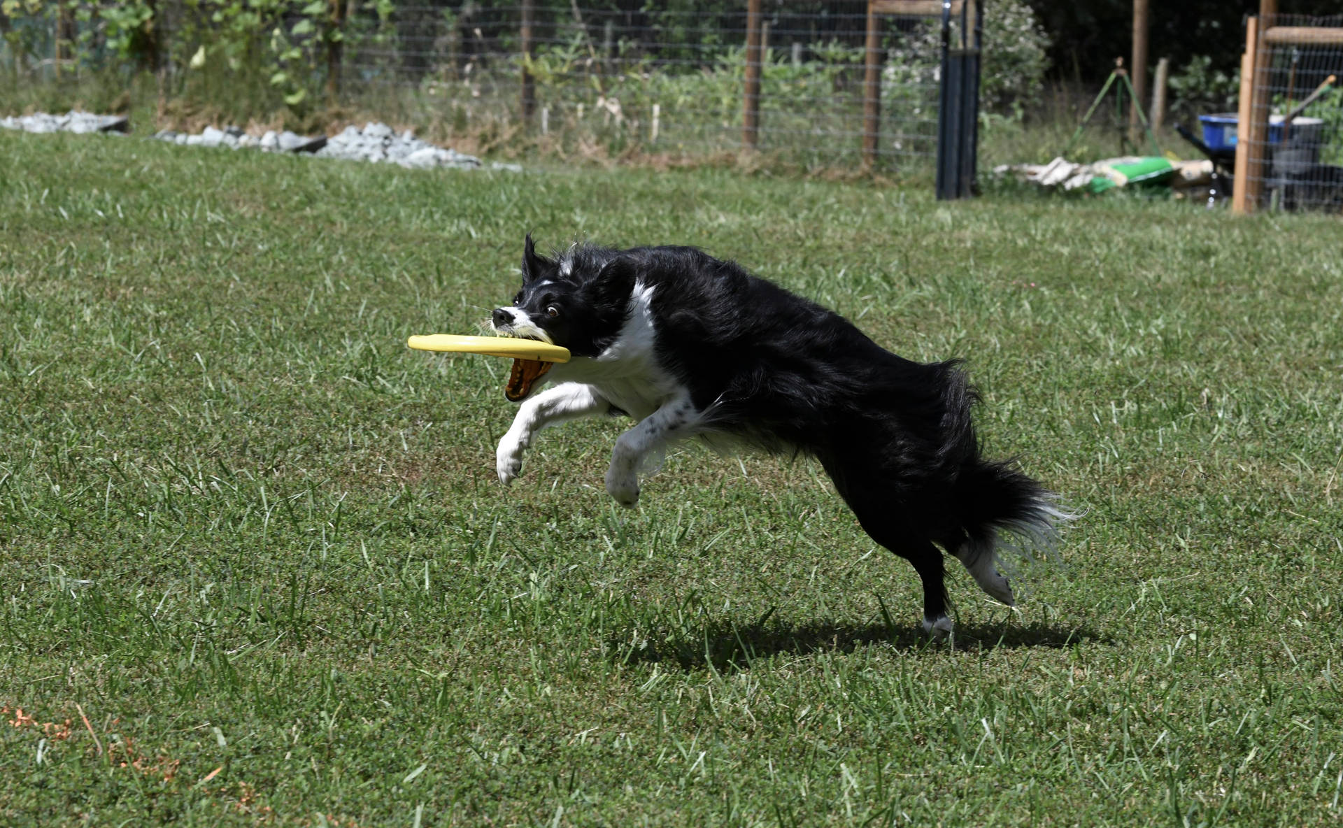 Black And White Dog Frisbee Background