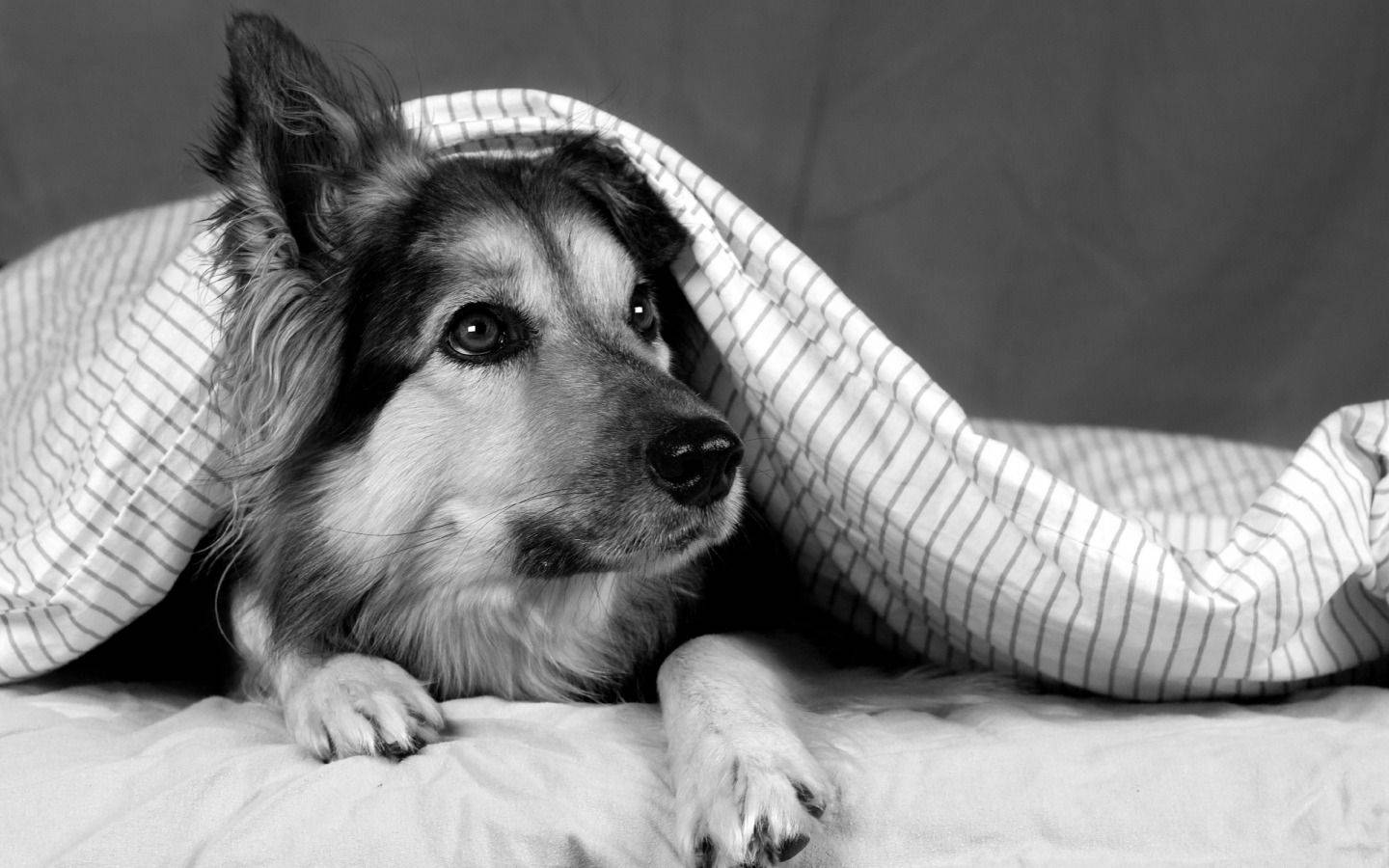 Black And White Dog Hiding Under Blanket Background