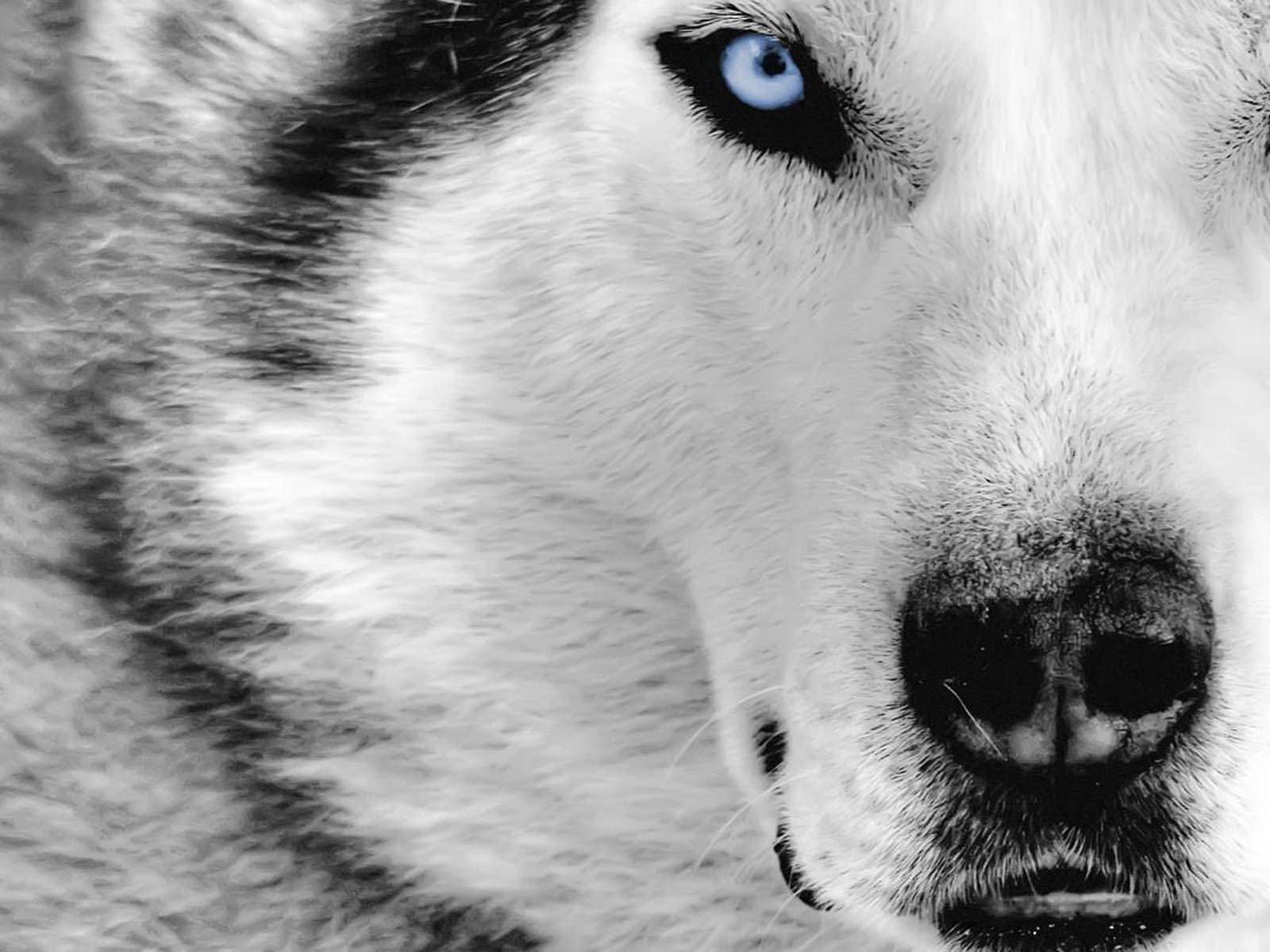 Black And White Dog Husky With Icy Blue Eyes Background