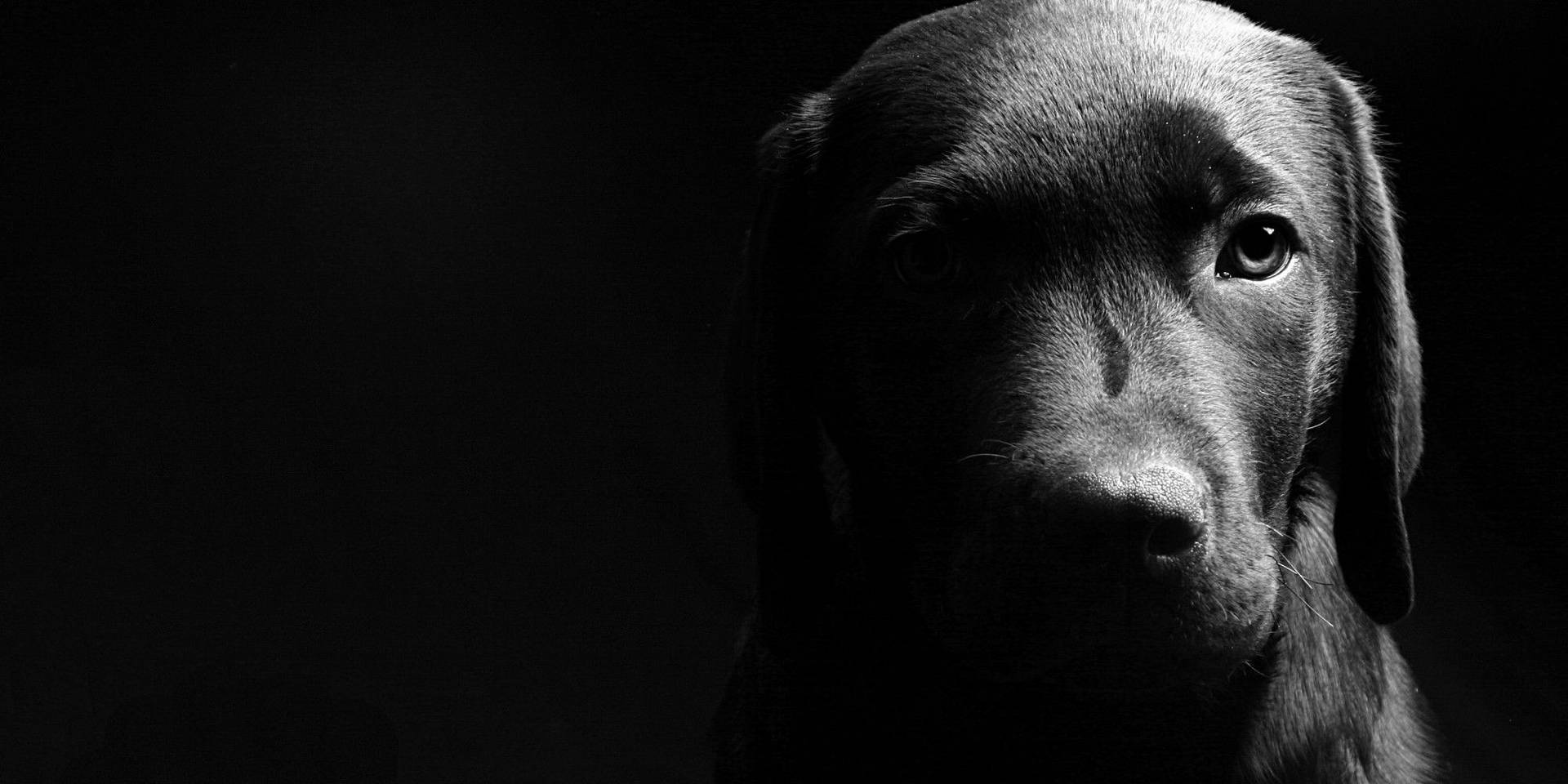 Black And White Dog In Dim Light Background