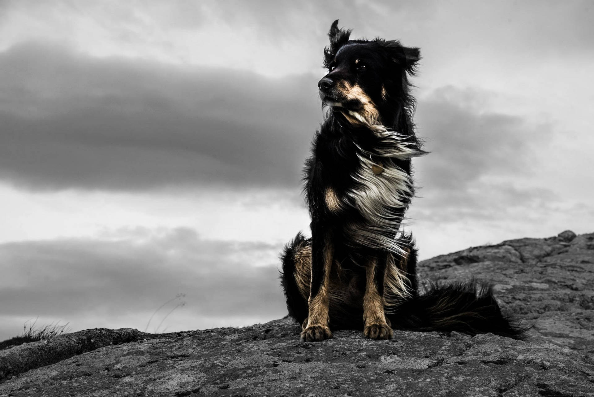 Black And White Dog In Dull Monochrome Background