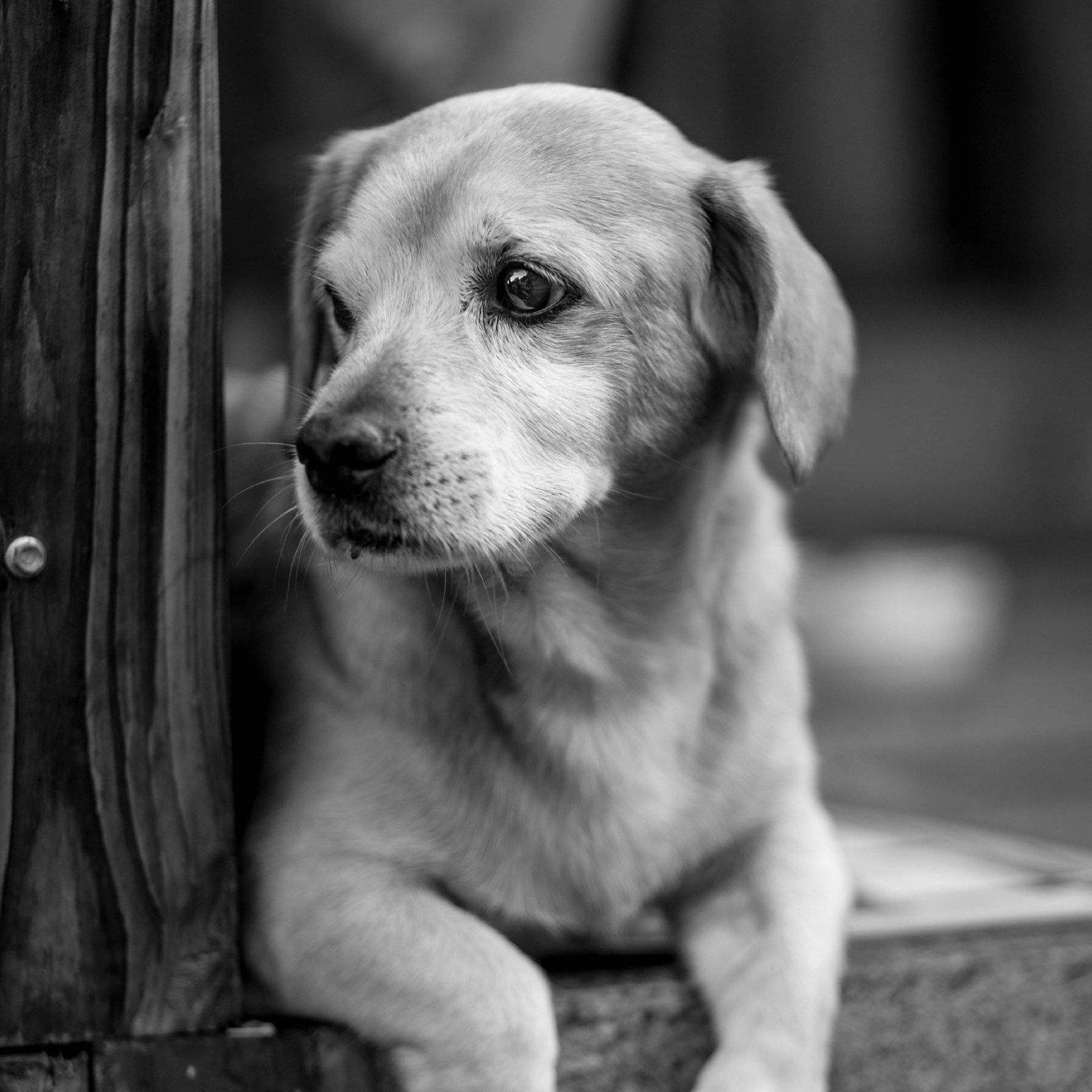 Black And White Dog Looks Away Background