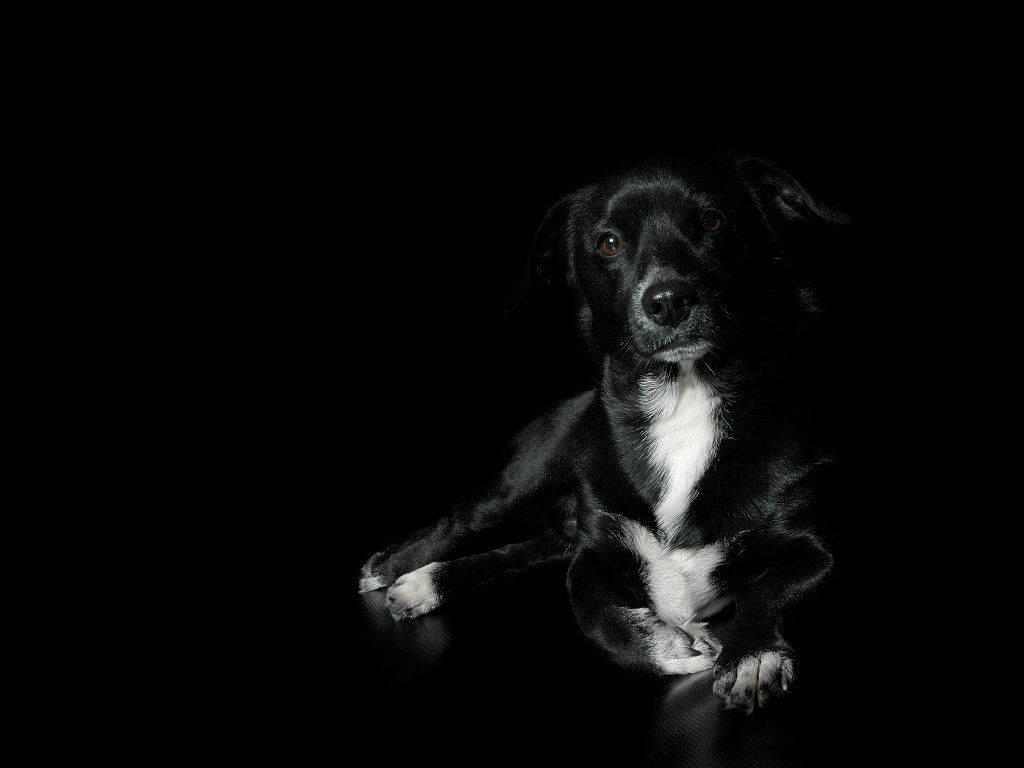 Black And White Dog On Shiny Surface Background