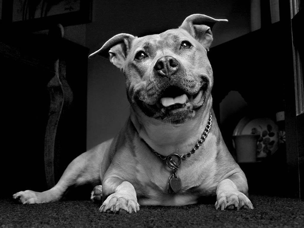 Black And White Dog Pit Bull Background