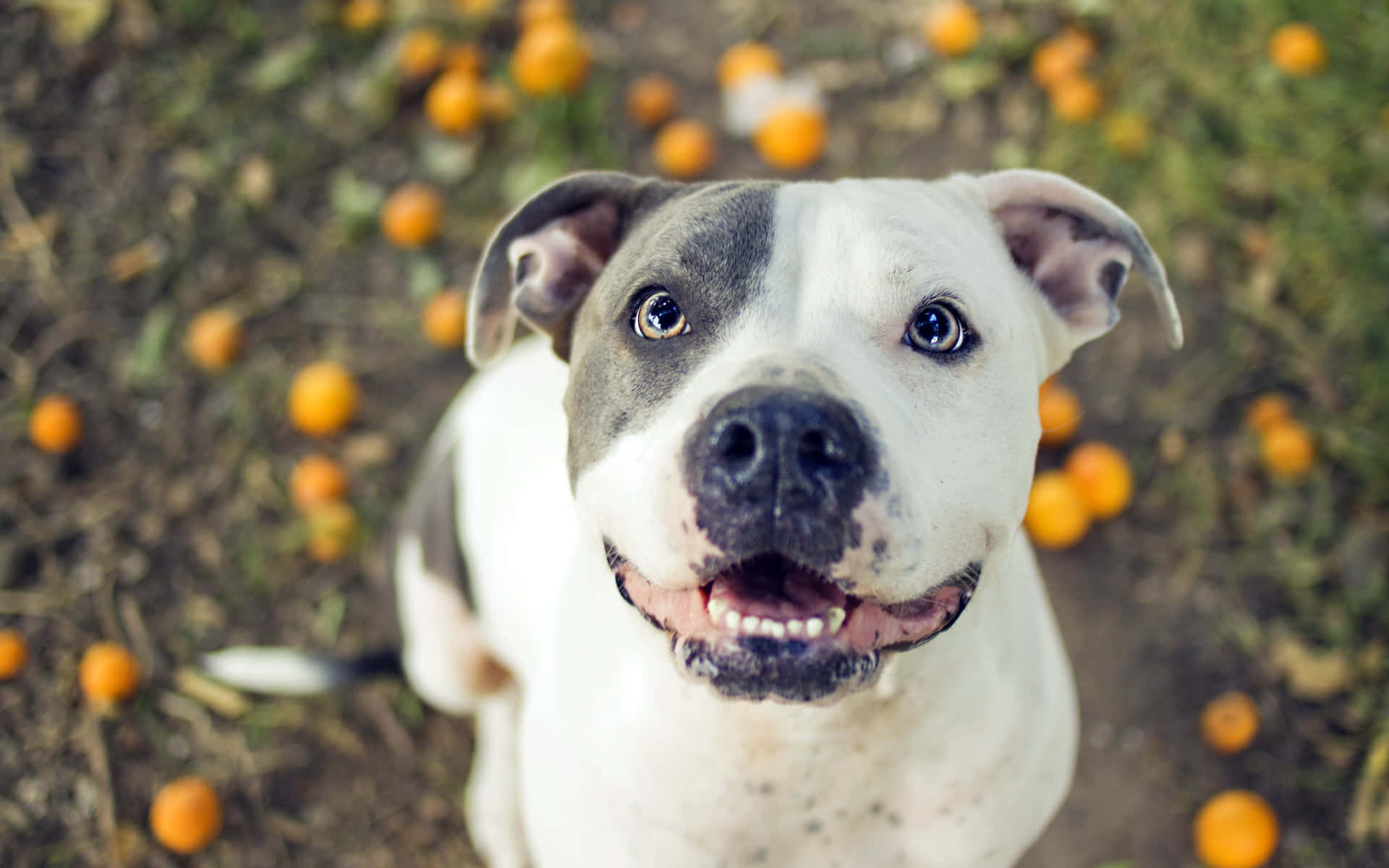 Black And White Dog Pitbull Background