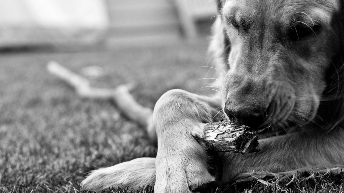 Black And White Dog Playing With Fetch Stick Background