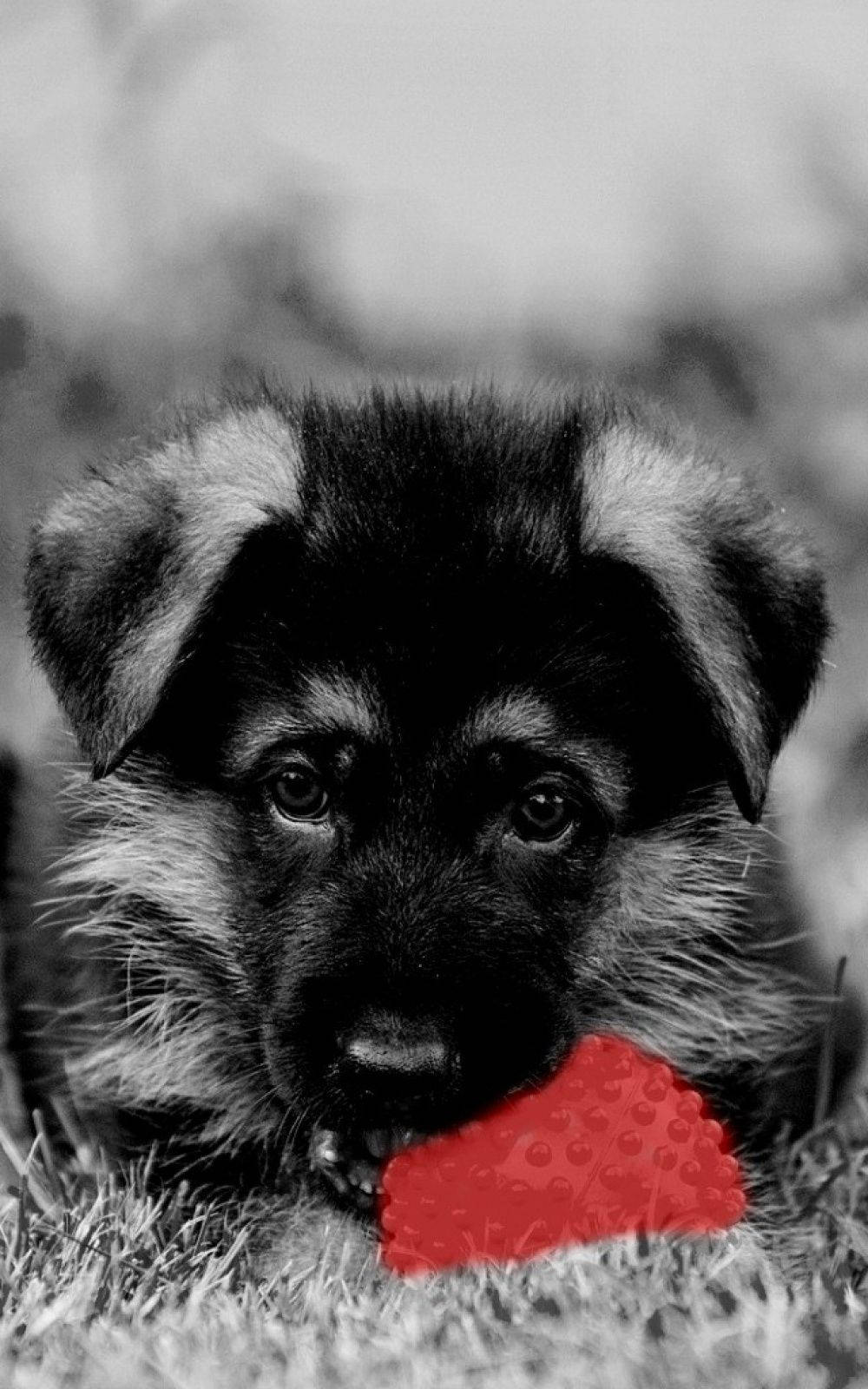 Black And White Dog Plays With A Red Ball Background