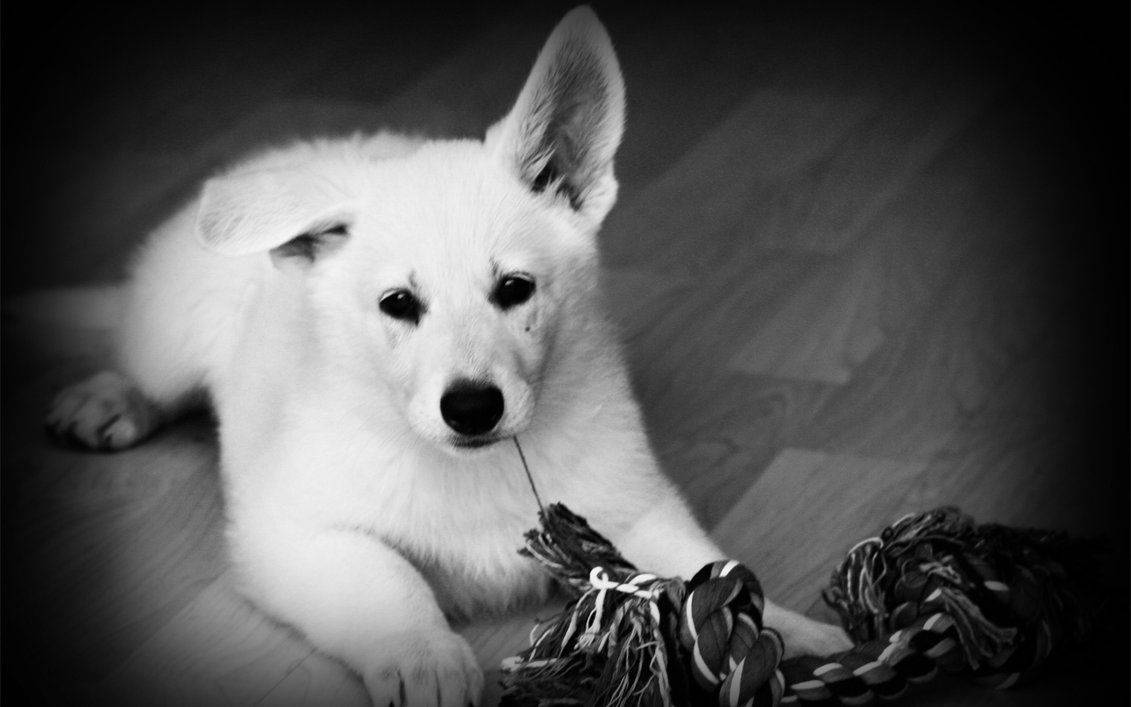 Black And White Dog Plays With Rope Toy Background