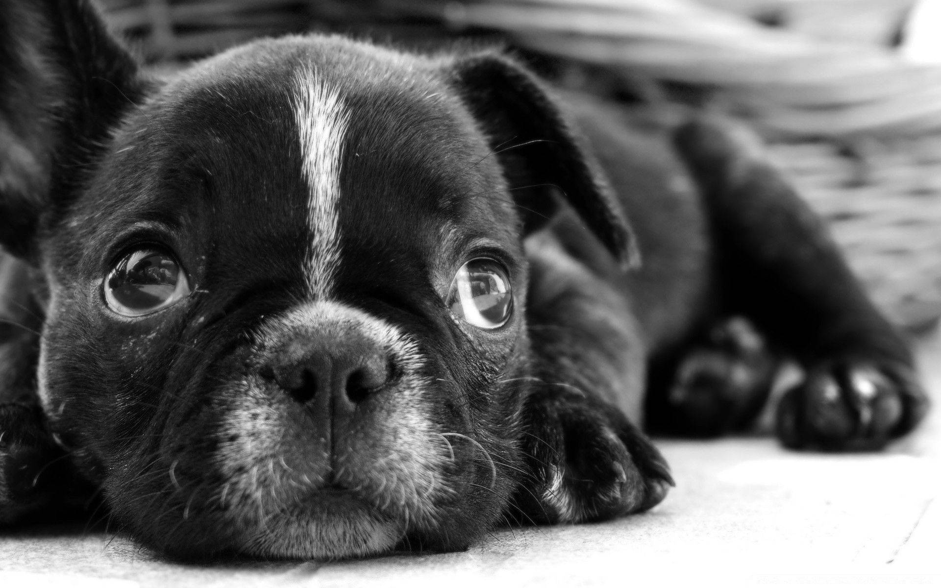 Black And White Dog Rests With Puppy Eyes Background