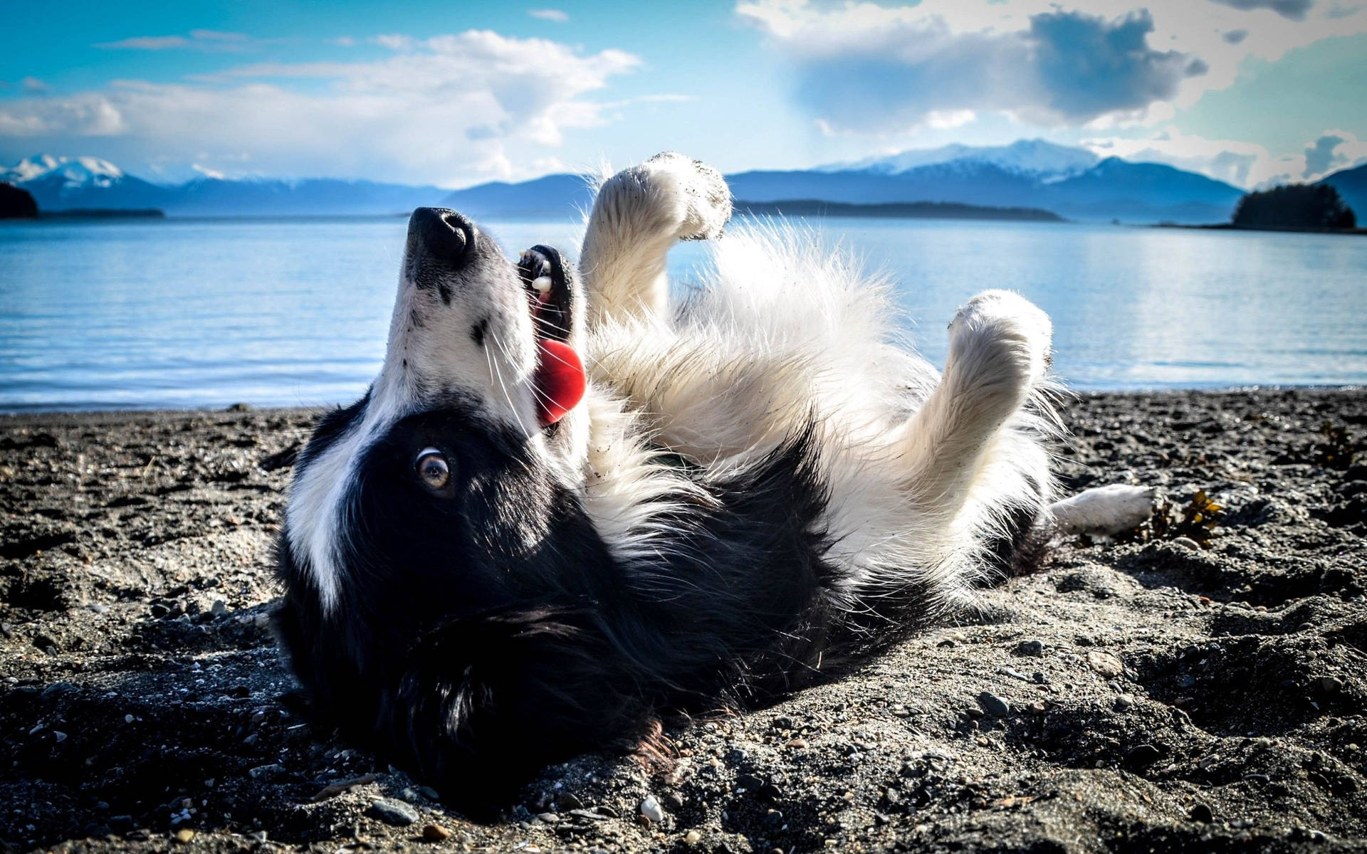 Black And White Dog Rolling Over Beach Sand Background